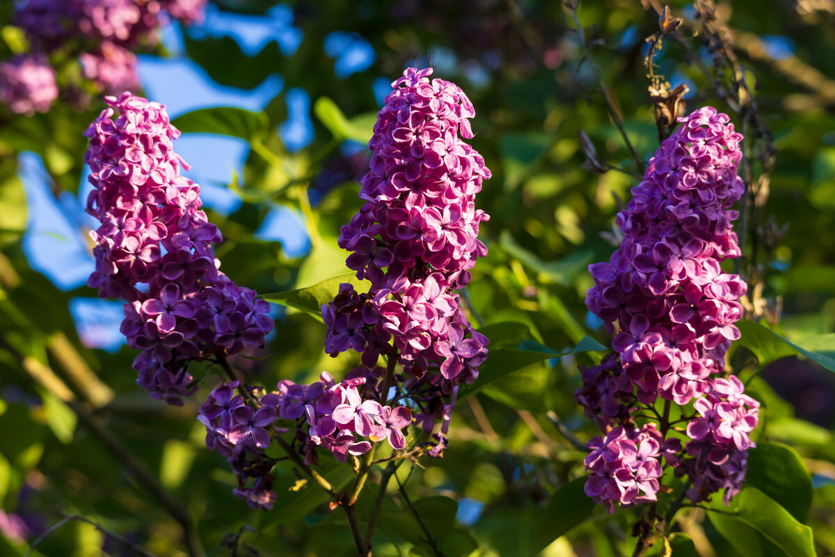 Декоративное изображение