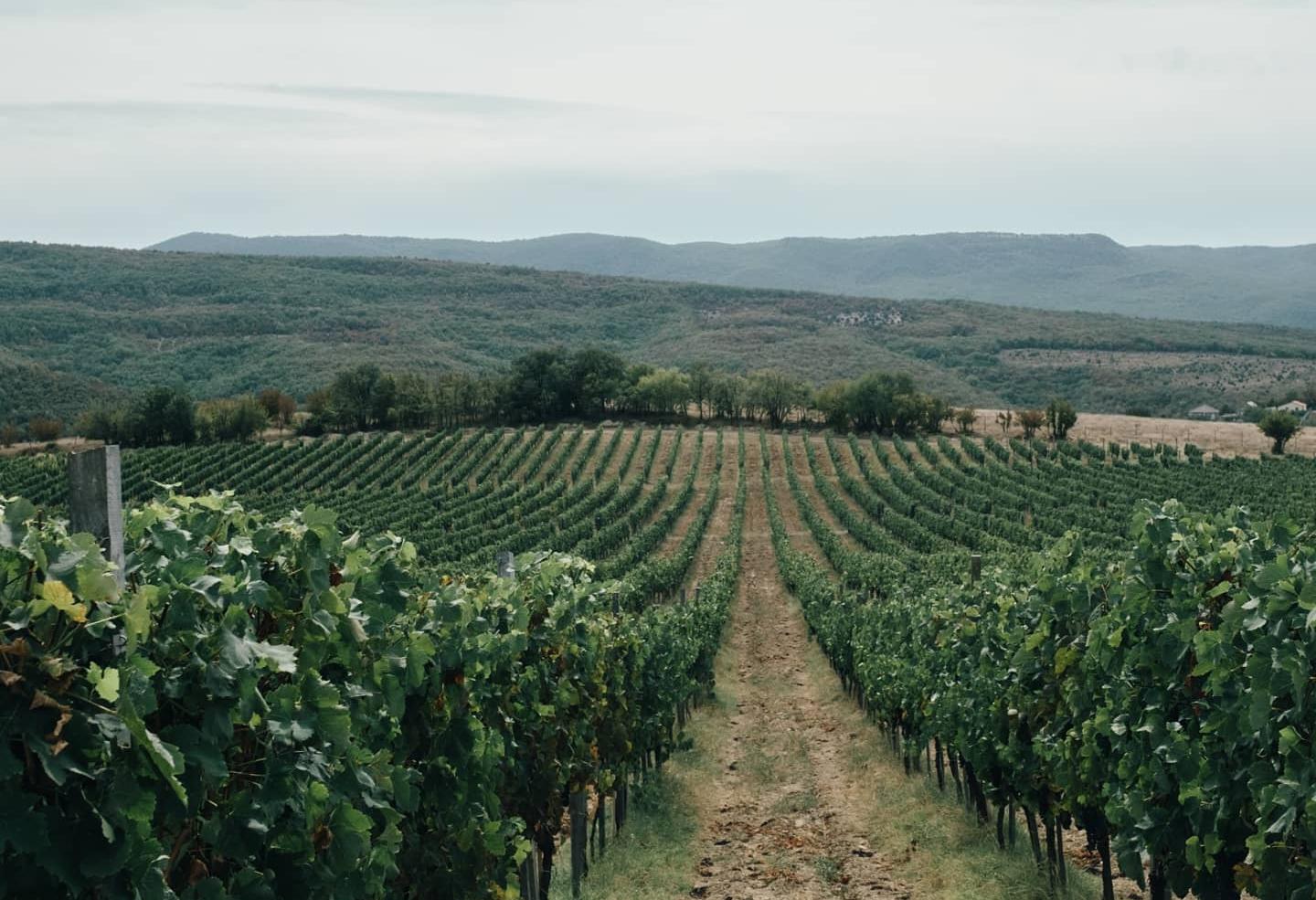 Декоративное изображение