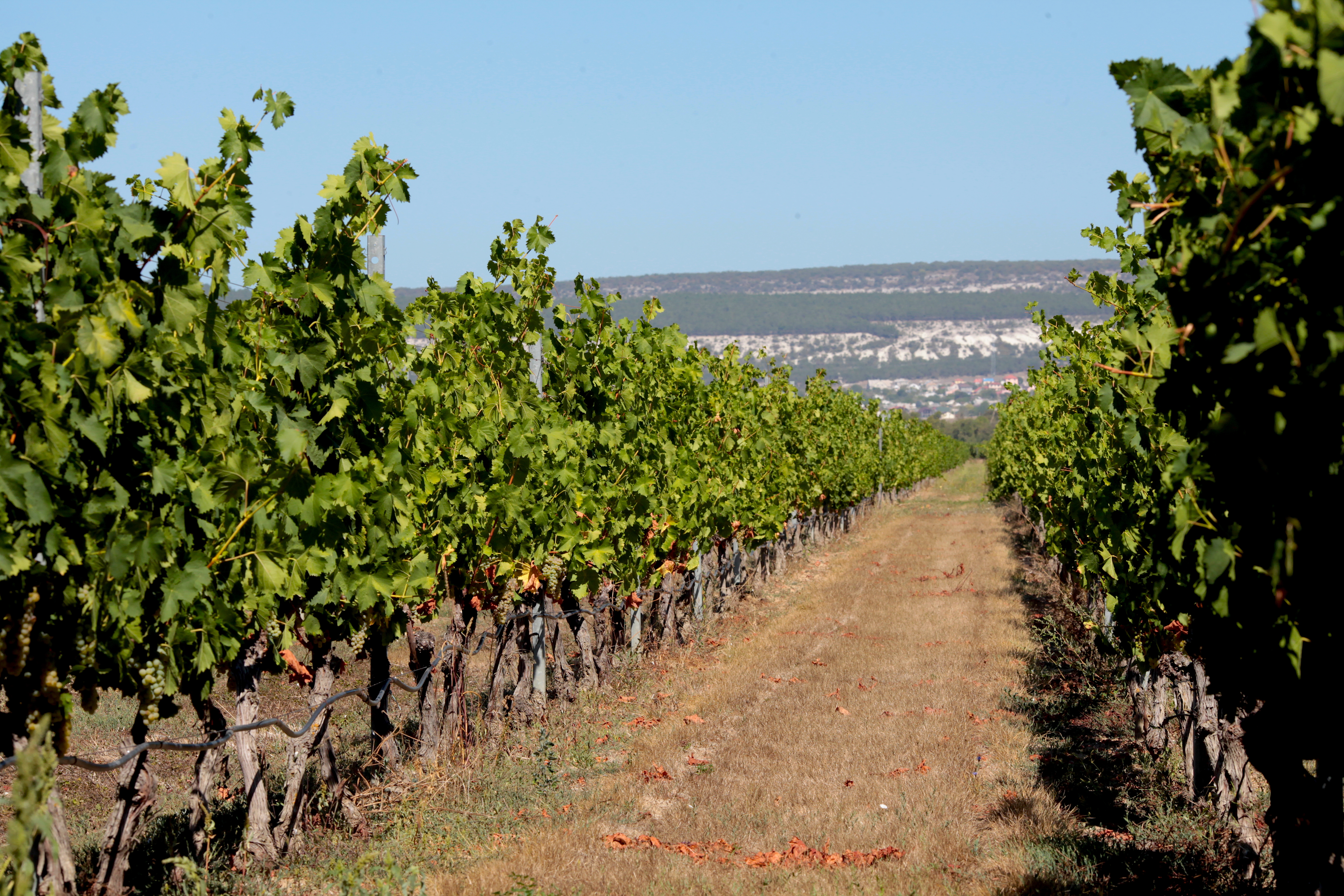 Декоративное изображение