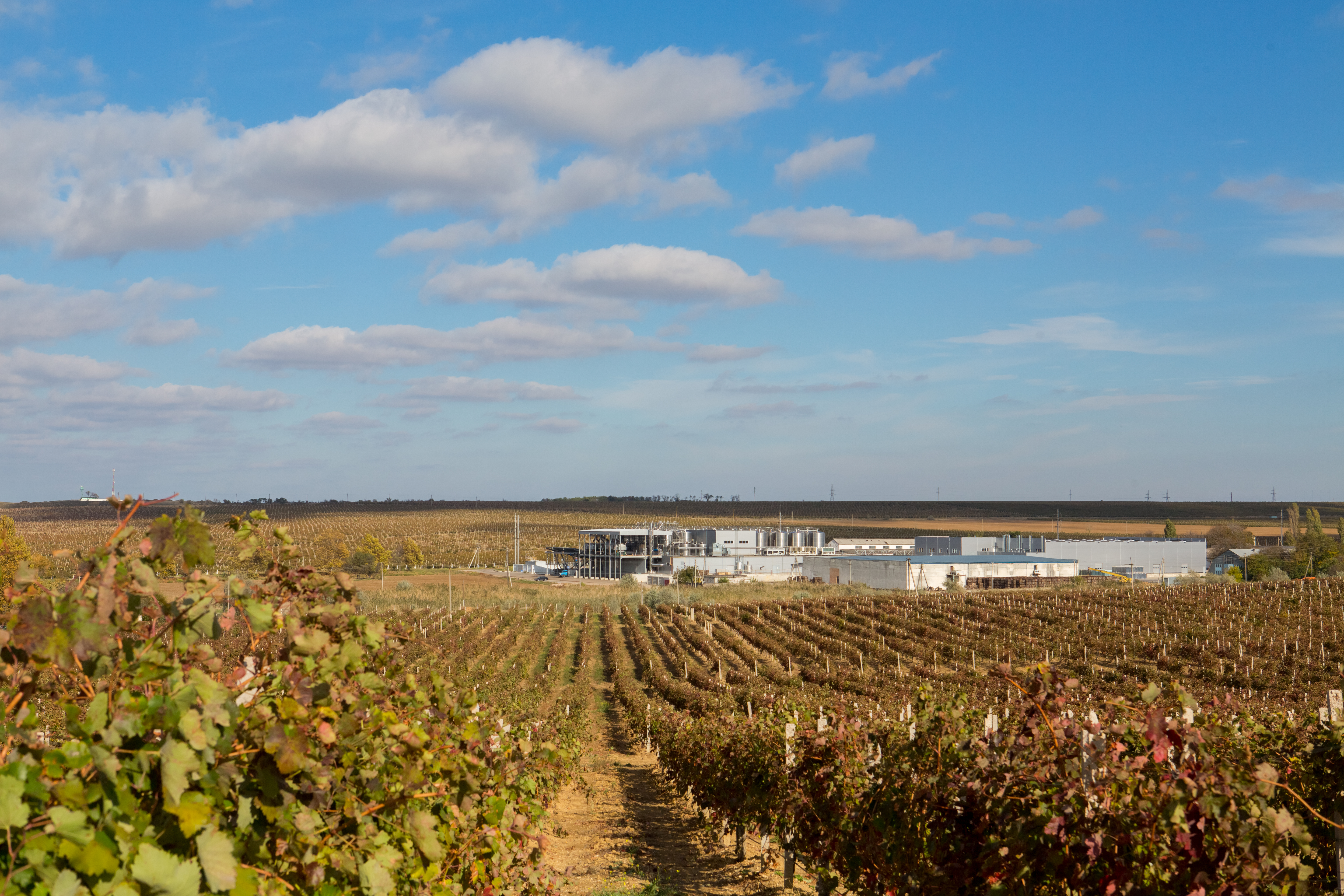 Декоративное изображение