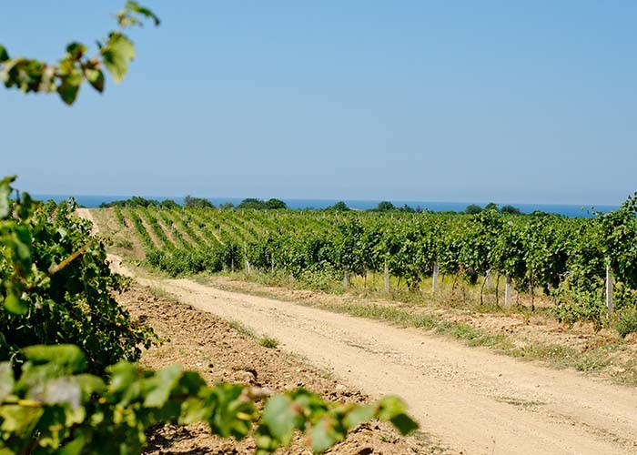 Декоративное изображение