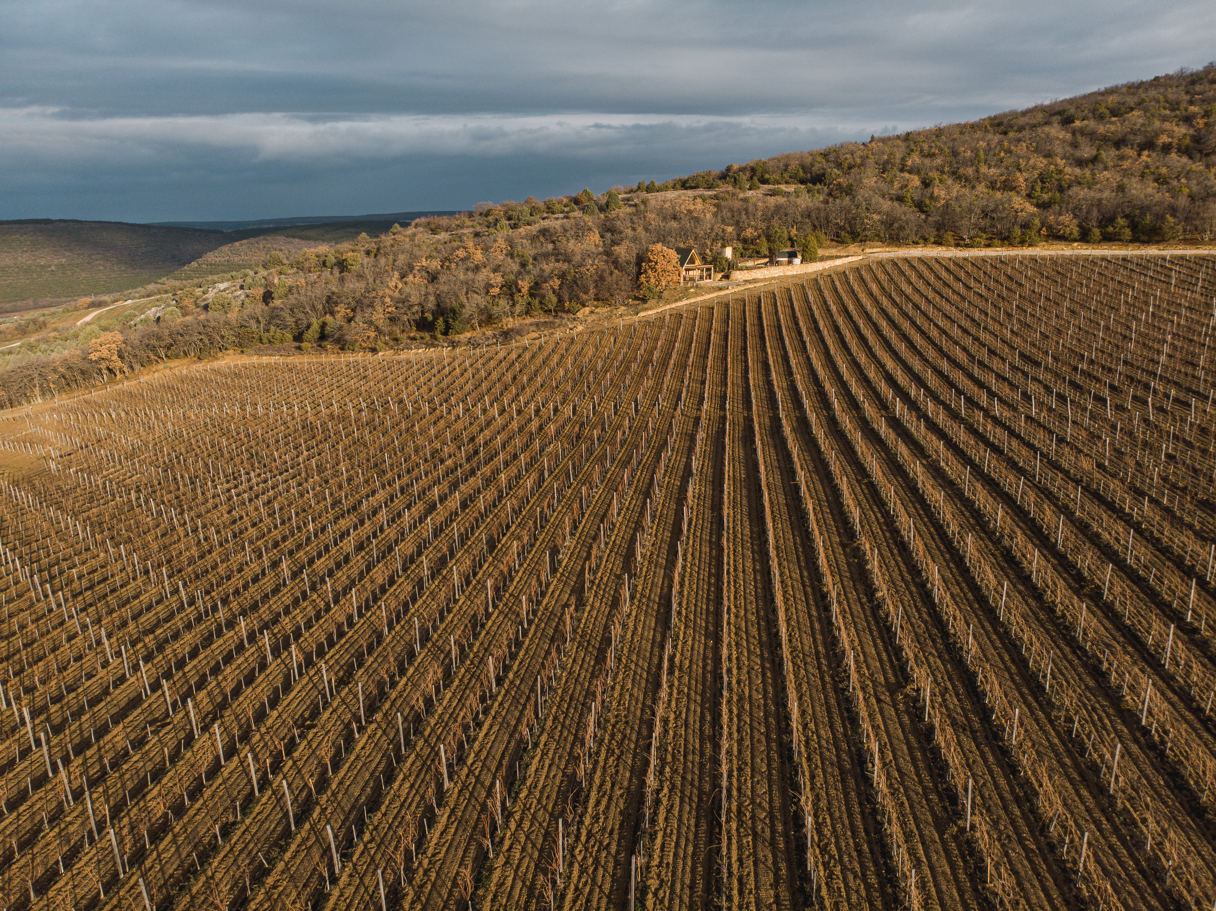 Декоративное изображение