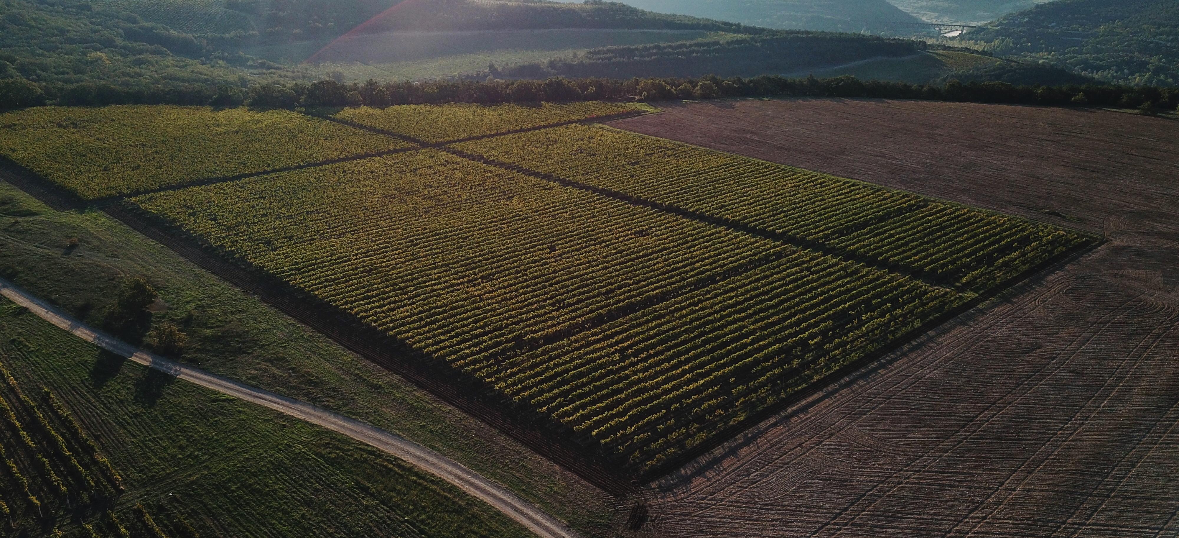 Декоративное изображение