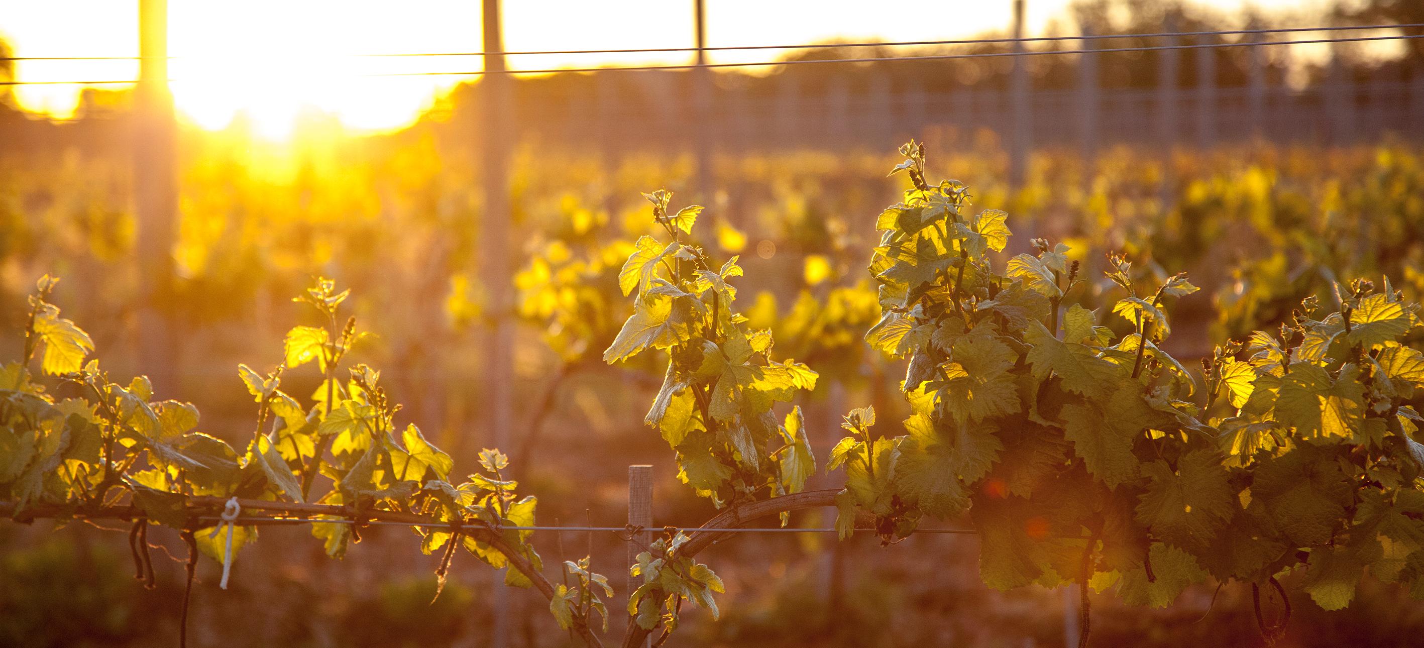 Декоративное изображение