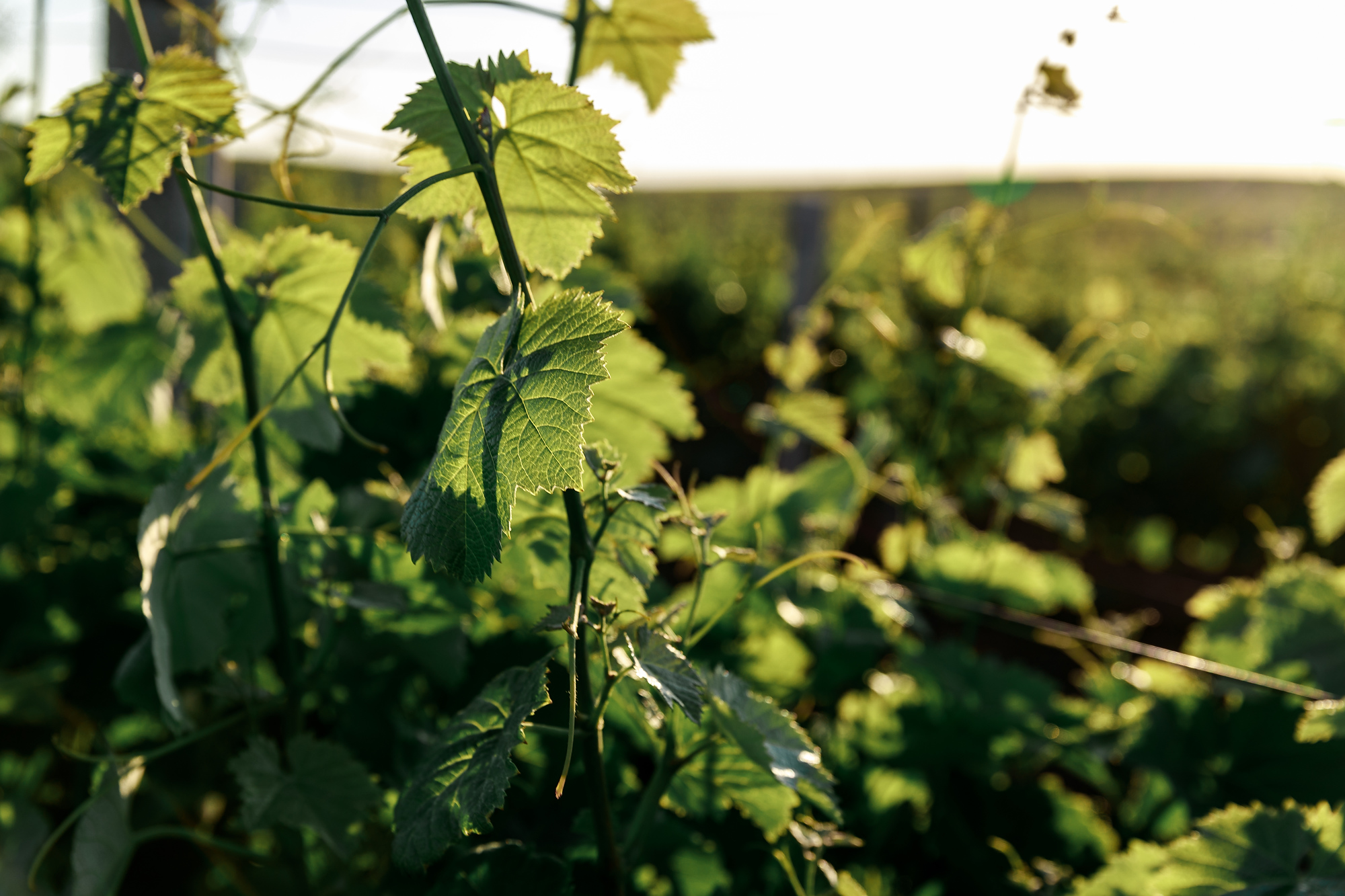Декоративное изображение
