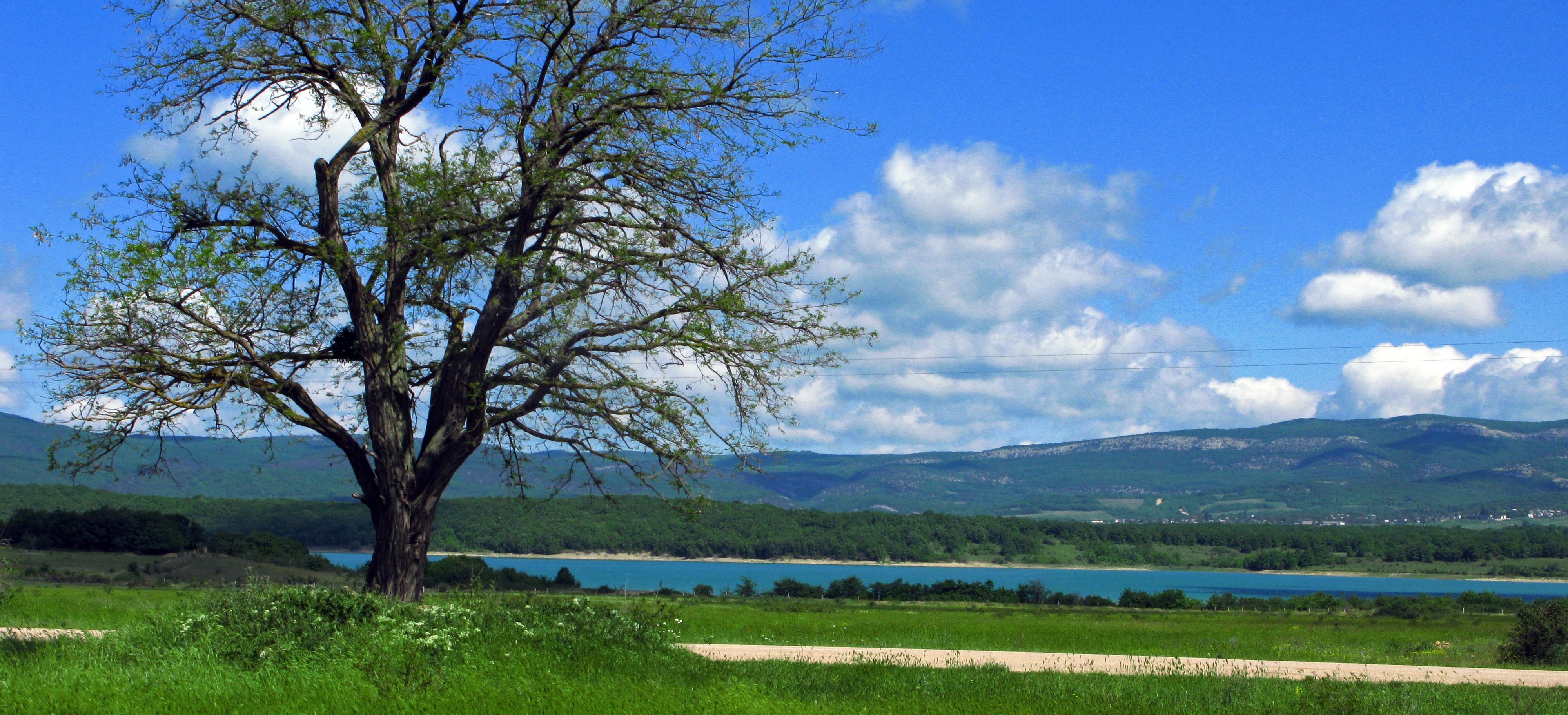 Декоративное изображение