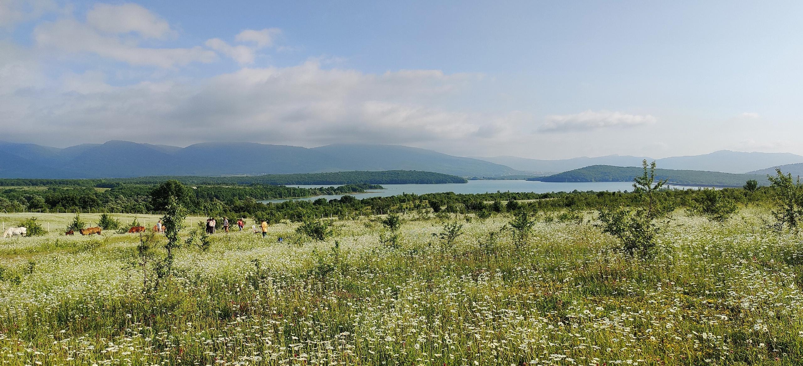 Декоративное изображение