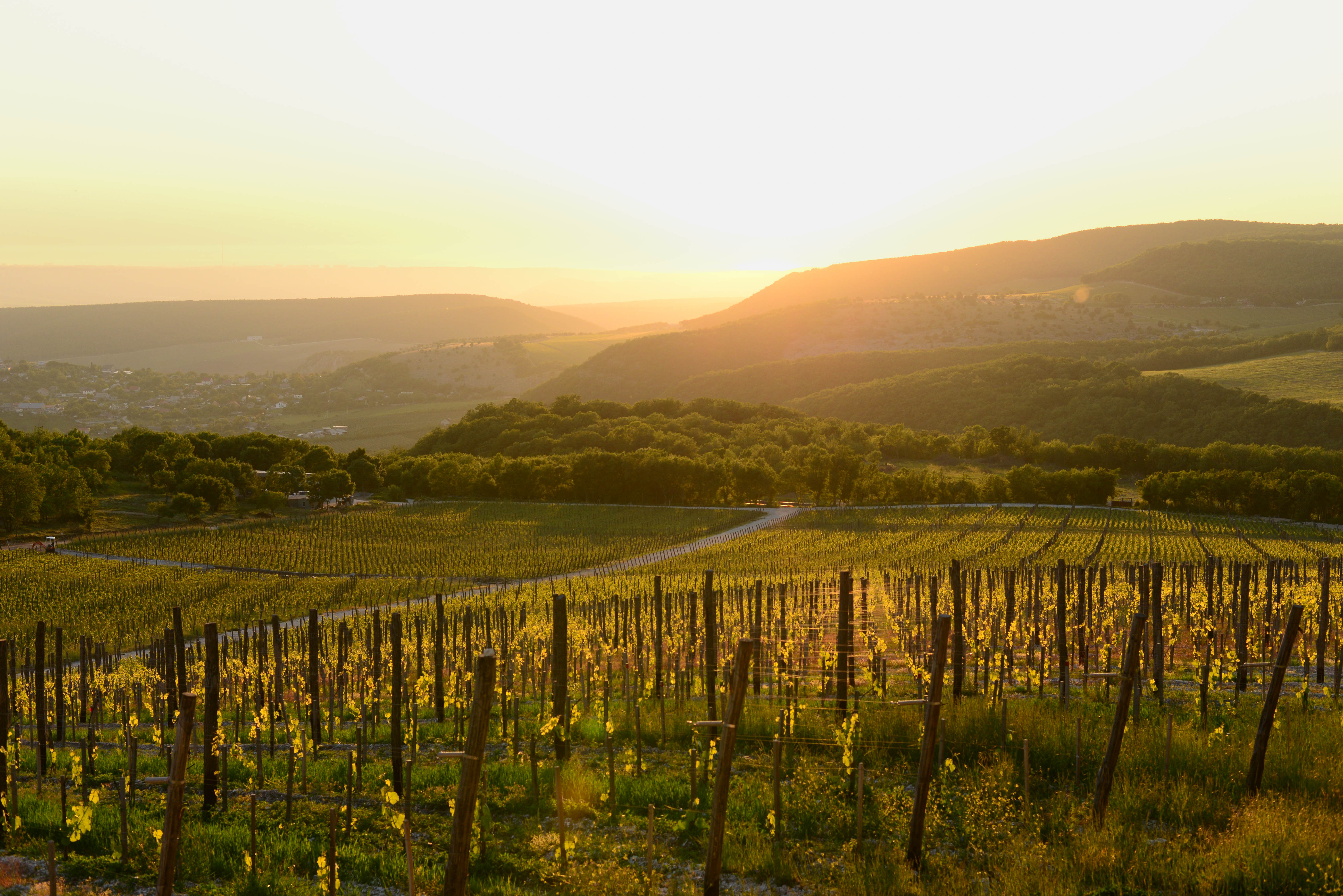 Декоративное изображение