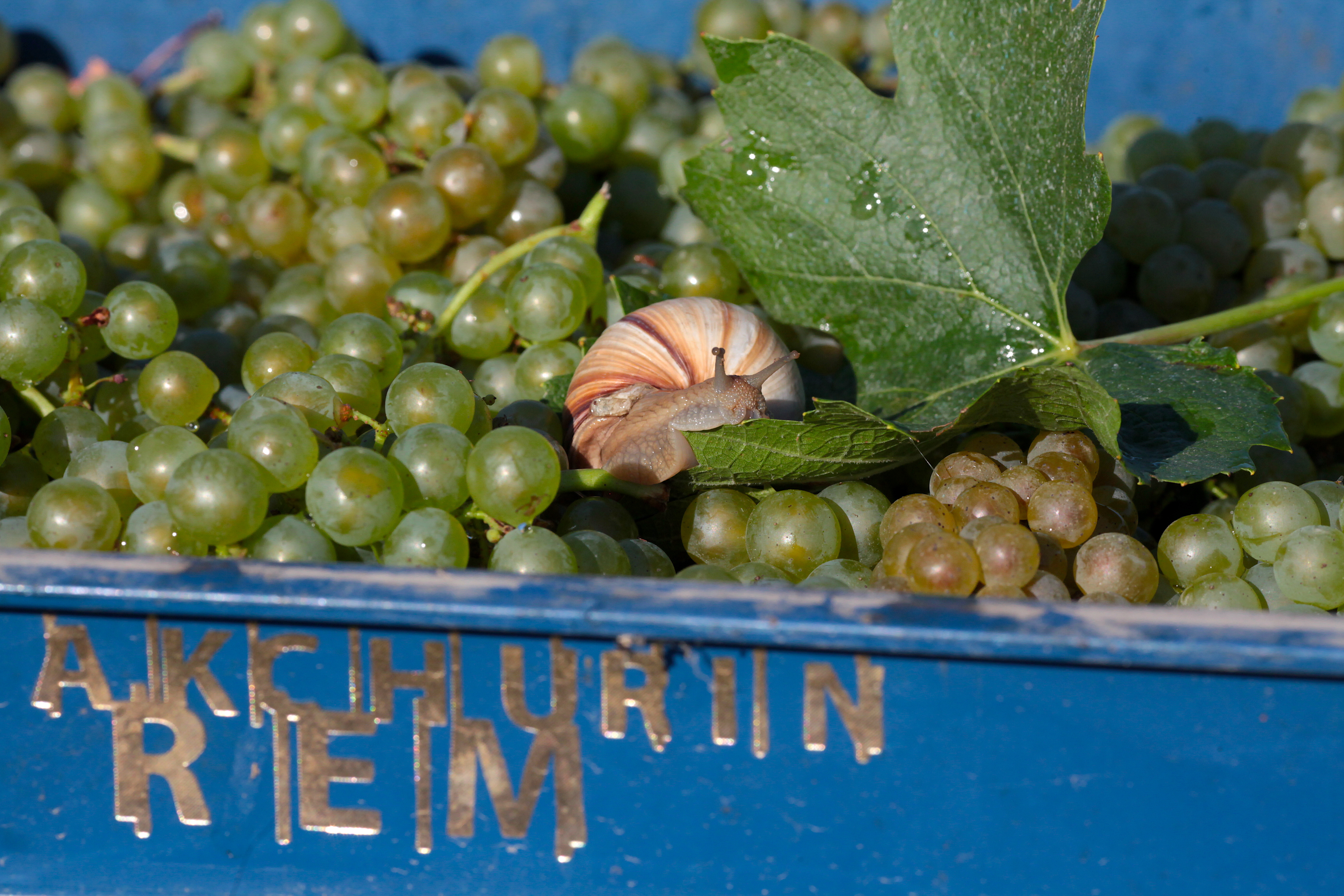 Декоративное изображение