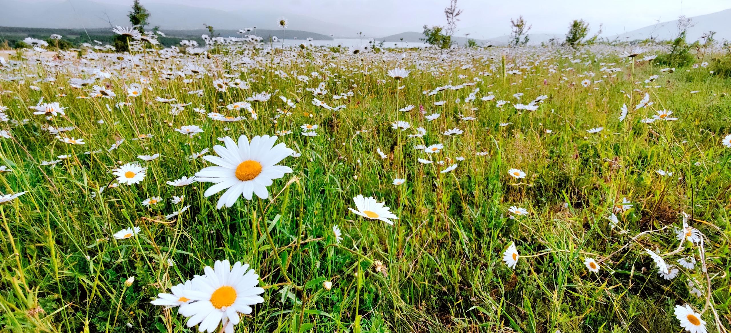 Декоративное изображение