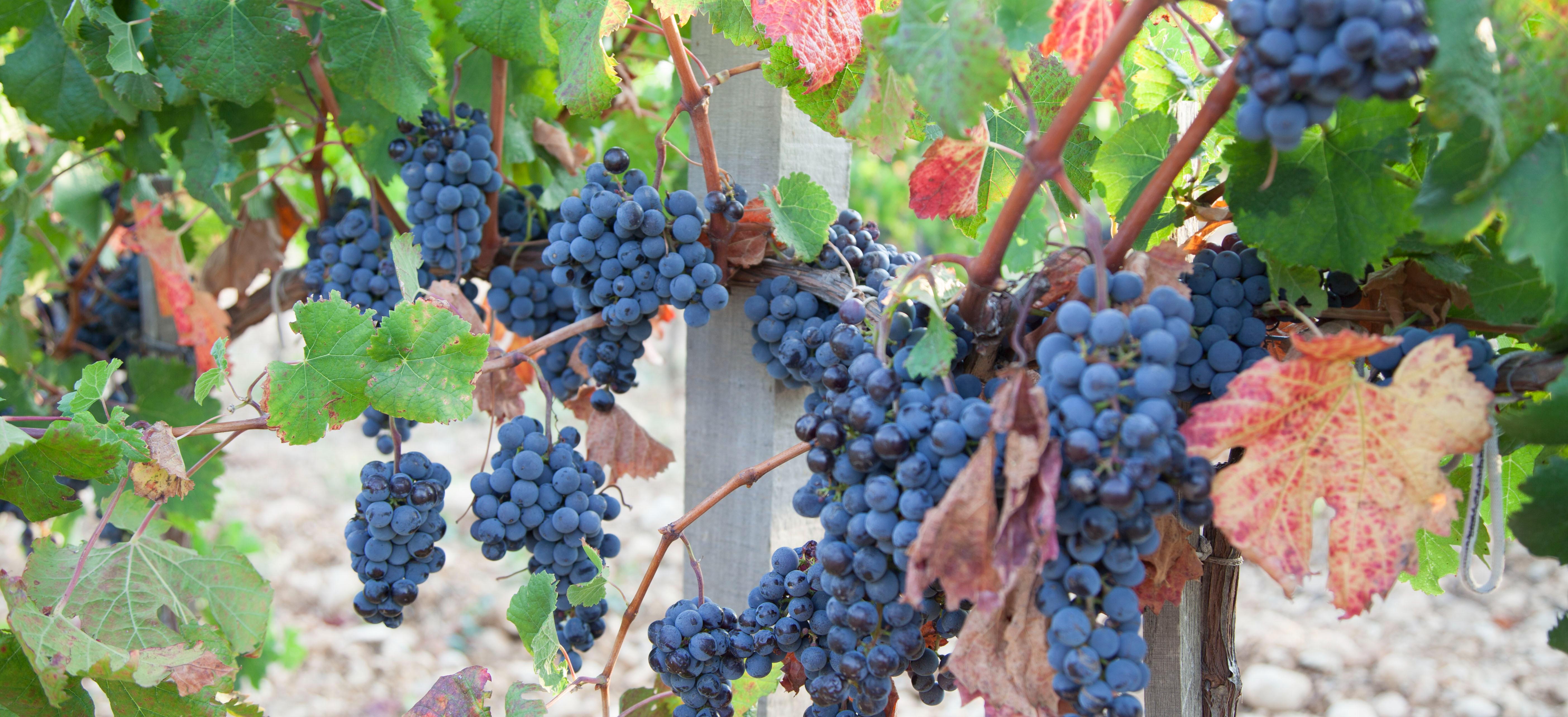 Декоративное изображение