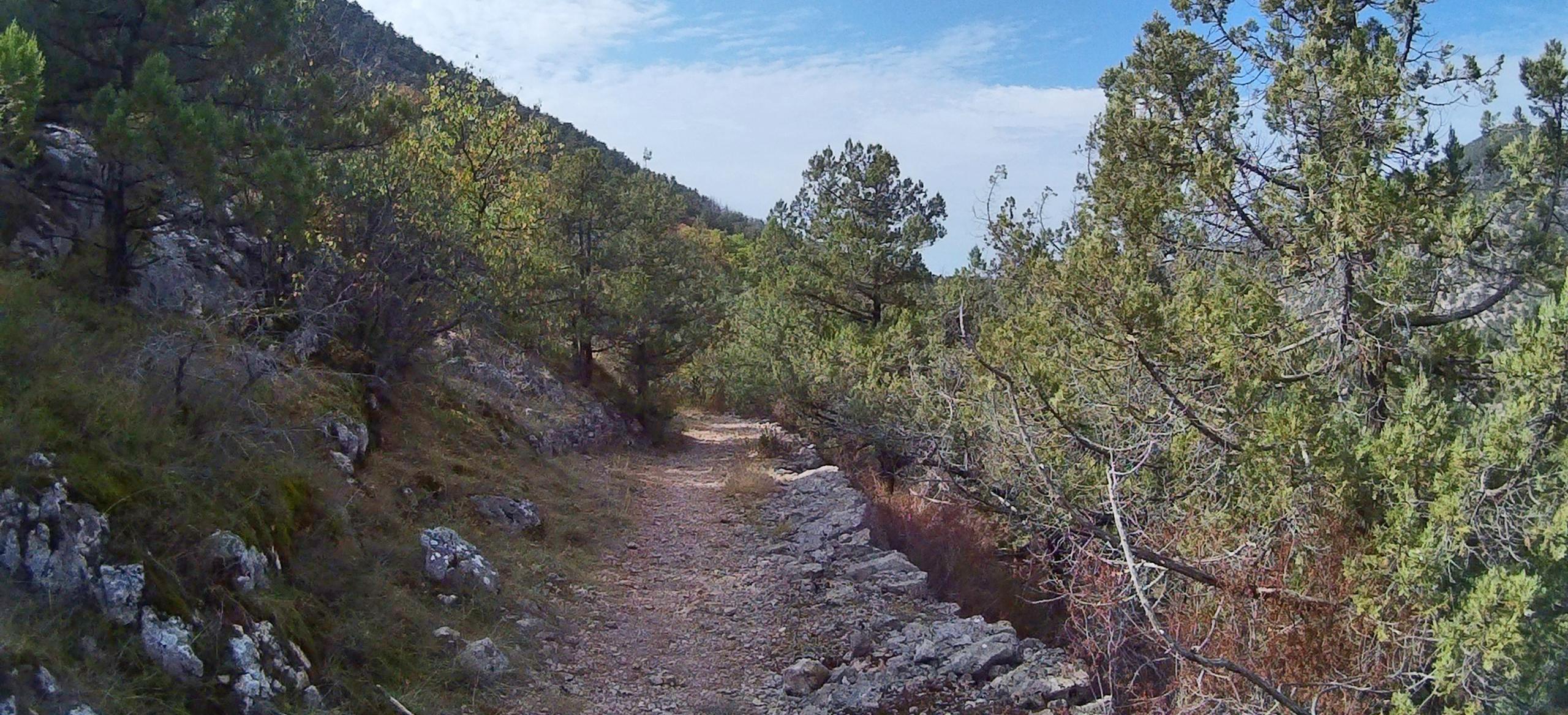 Декоративное изображение