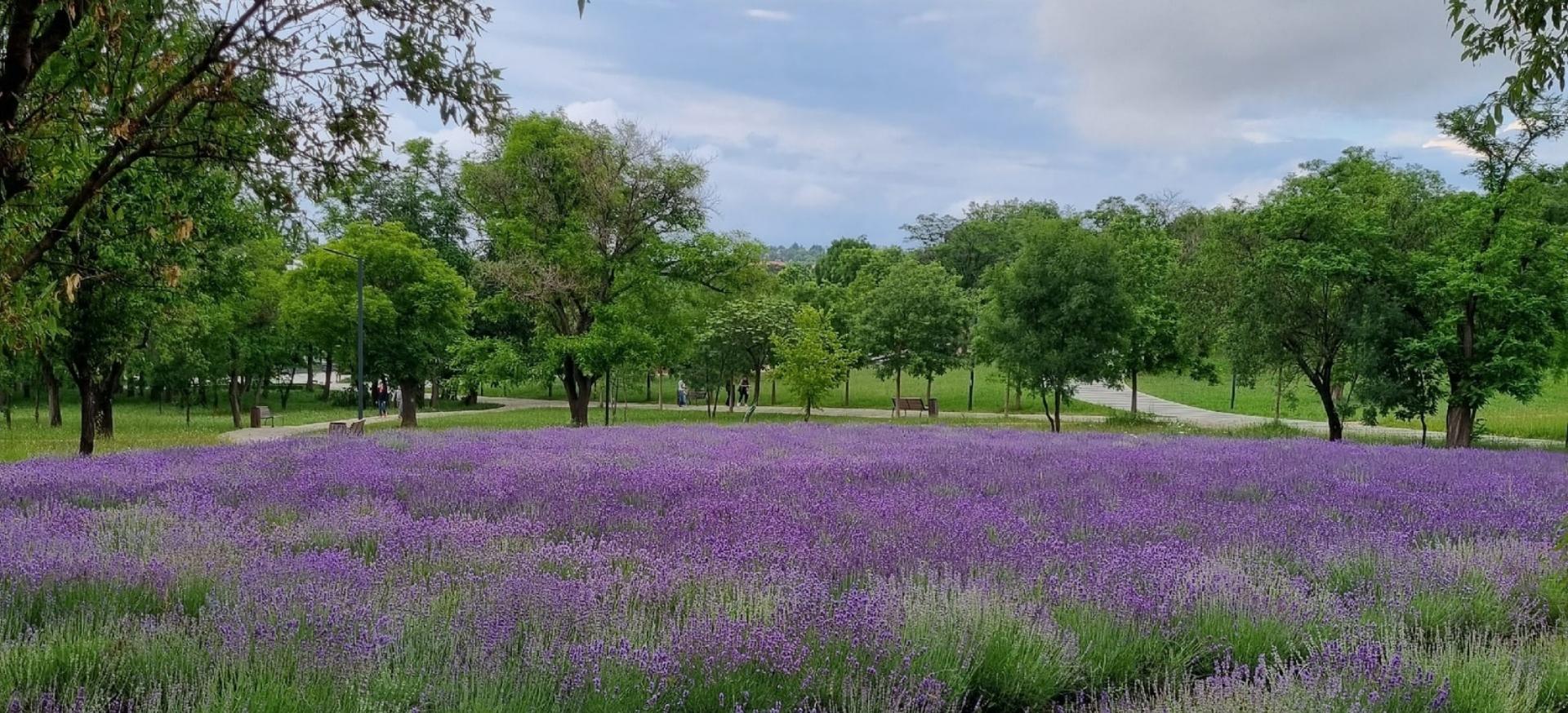 Декоративное изображение