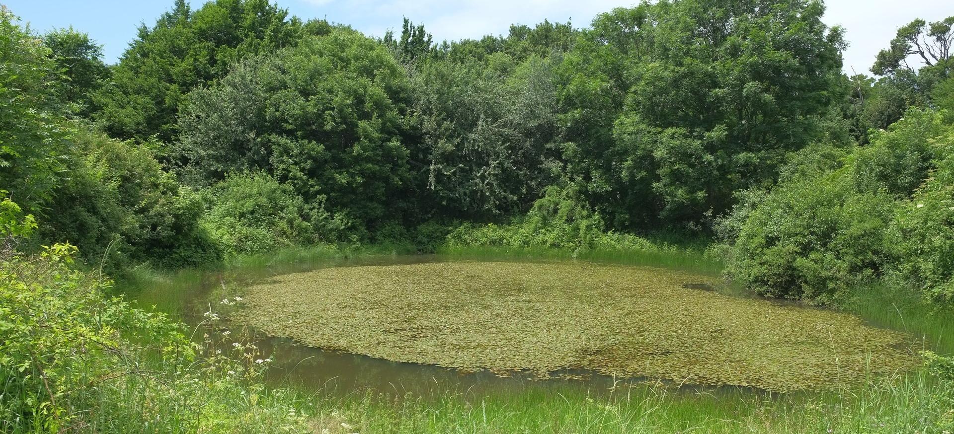 Декоративное изображение