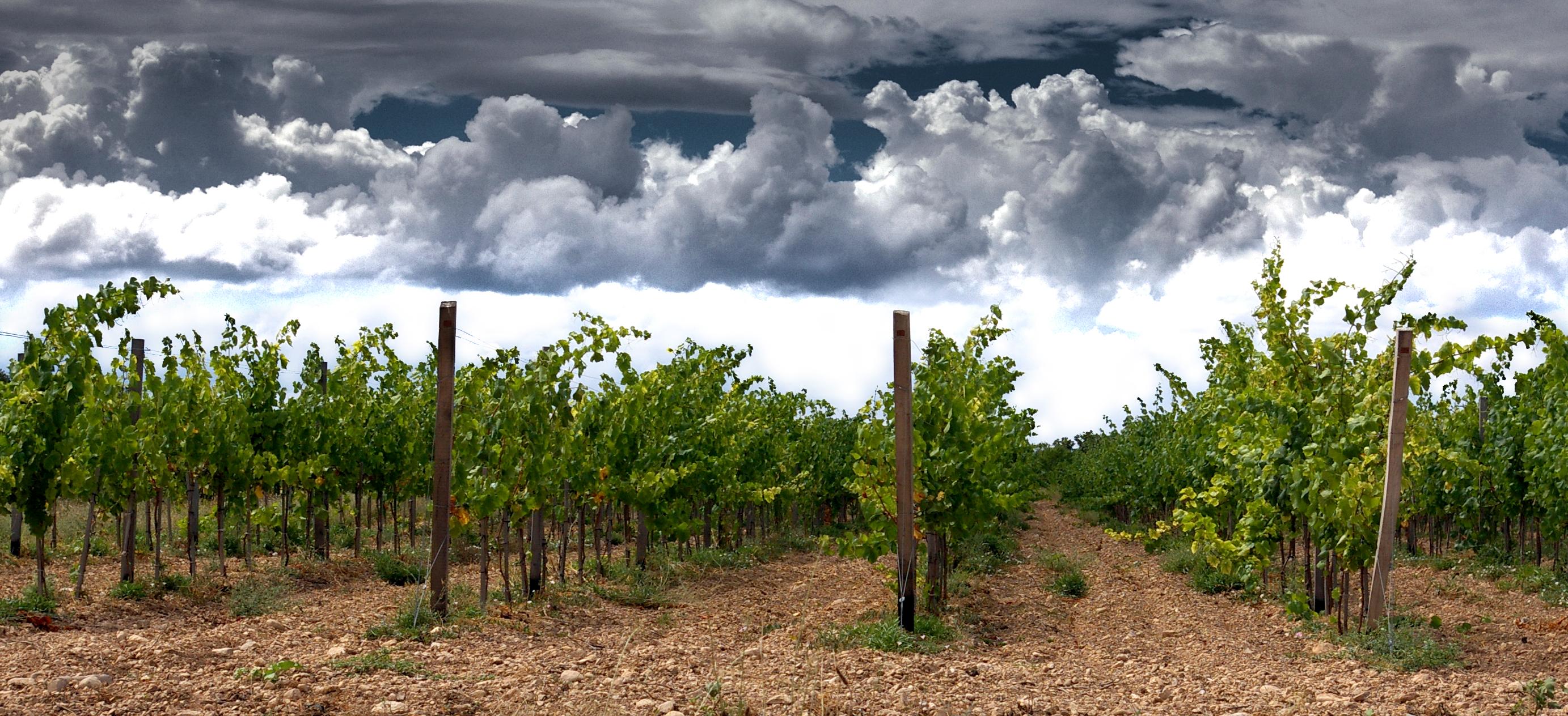 Декоративное изображение