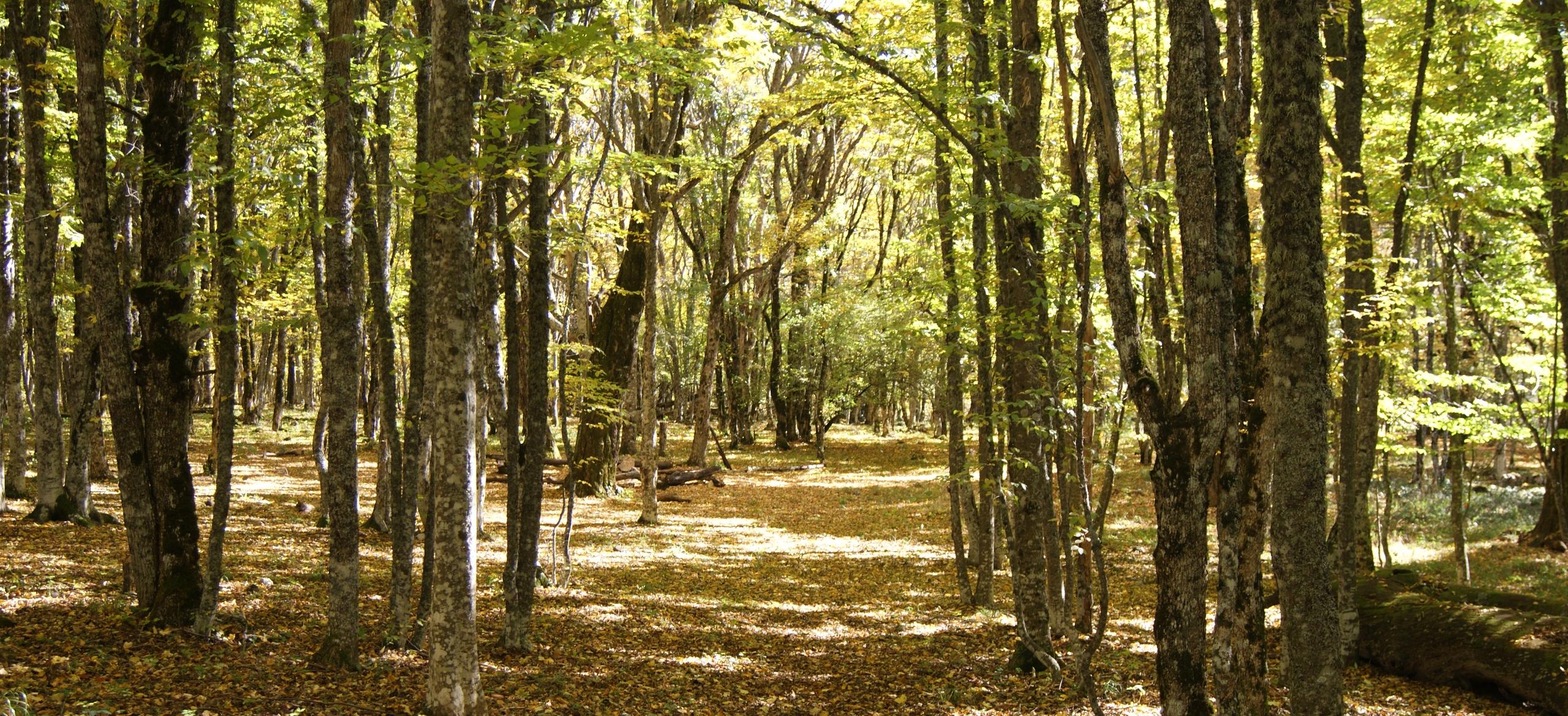 Декоративное изображение