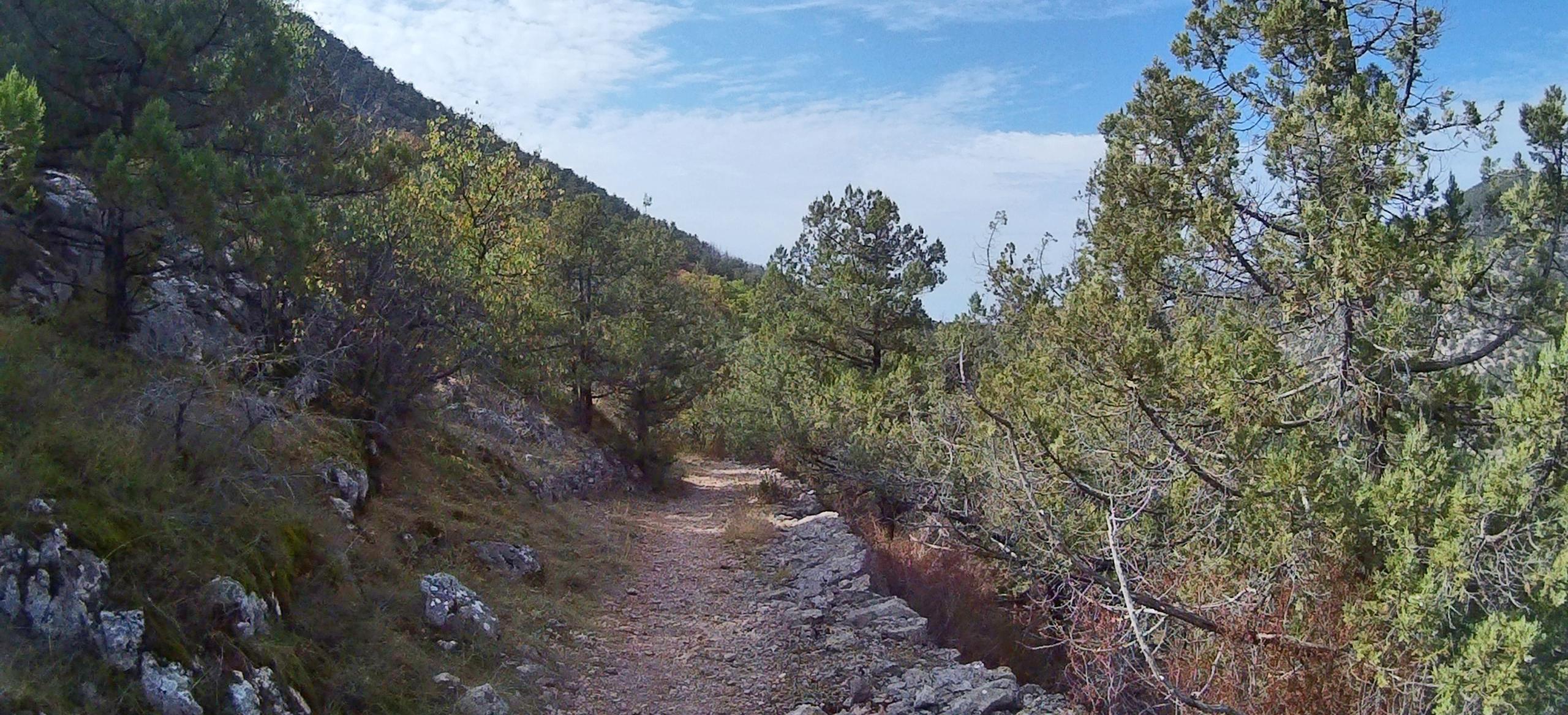 Декоративное изображение