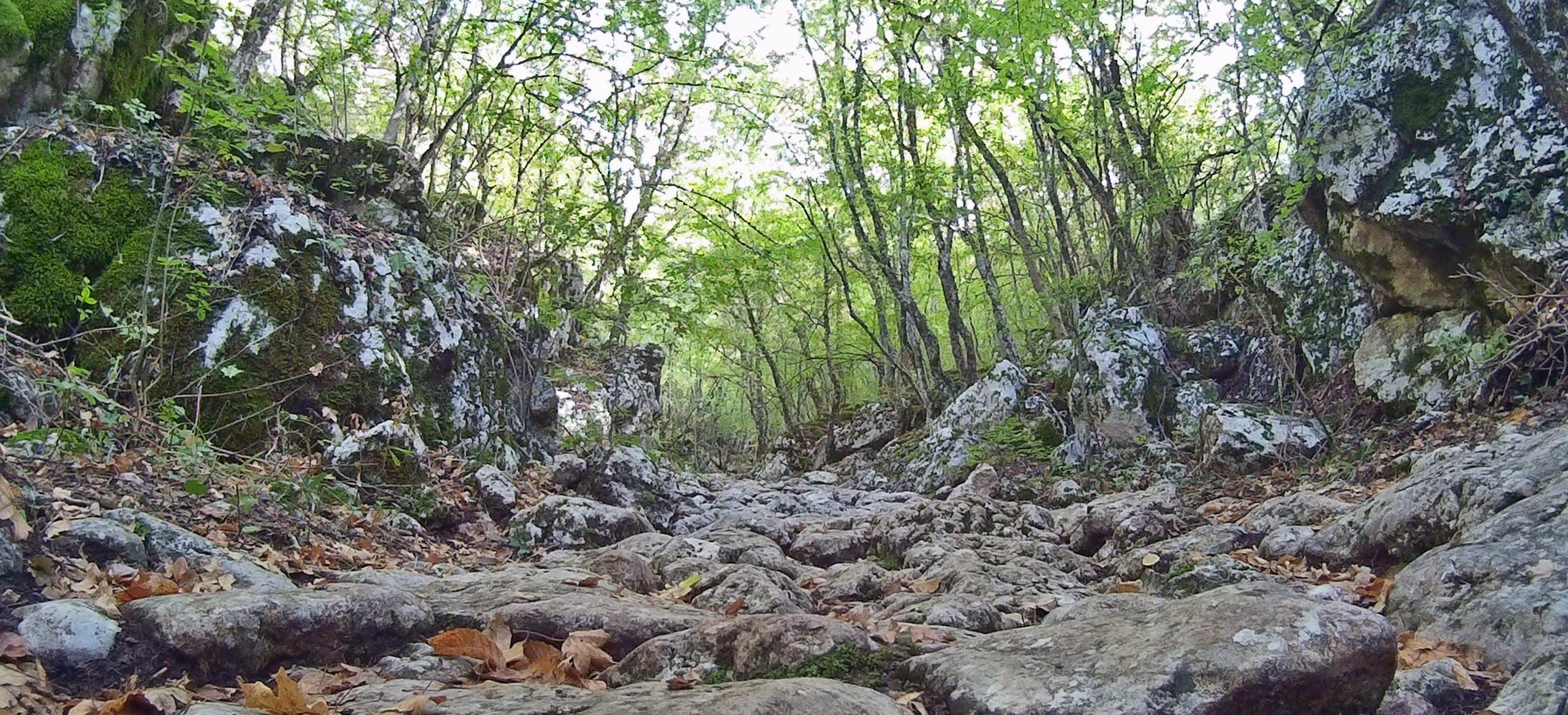 Декоративное изображение