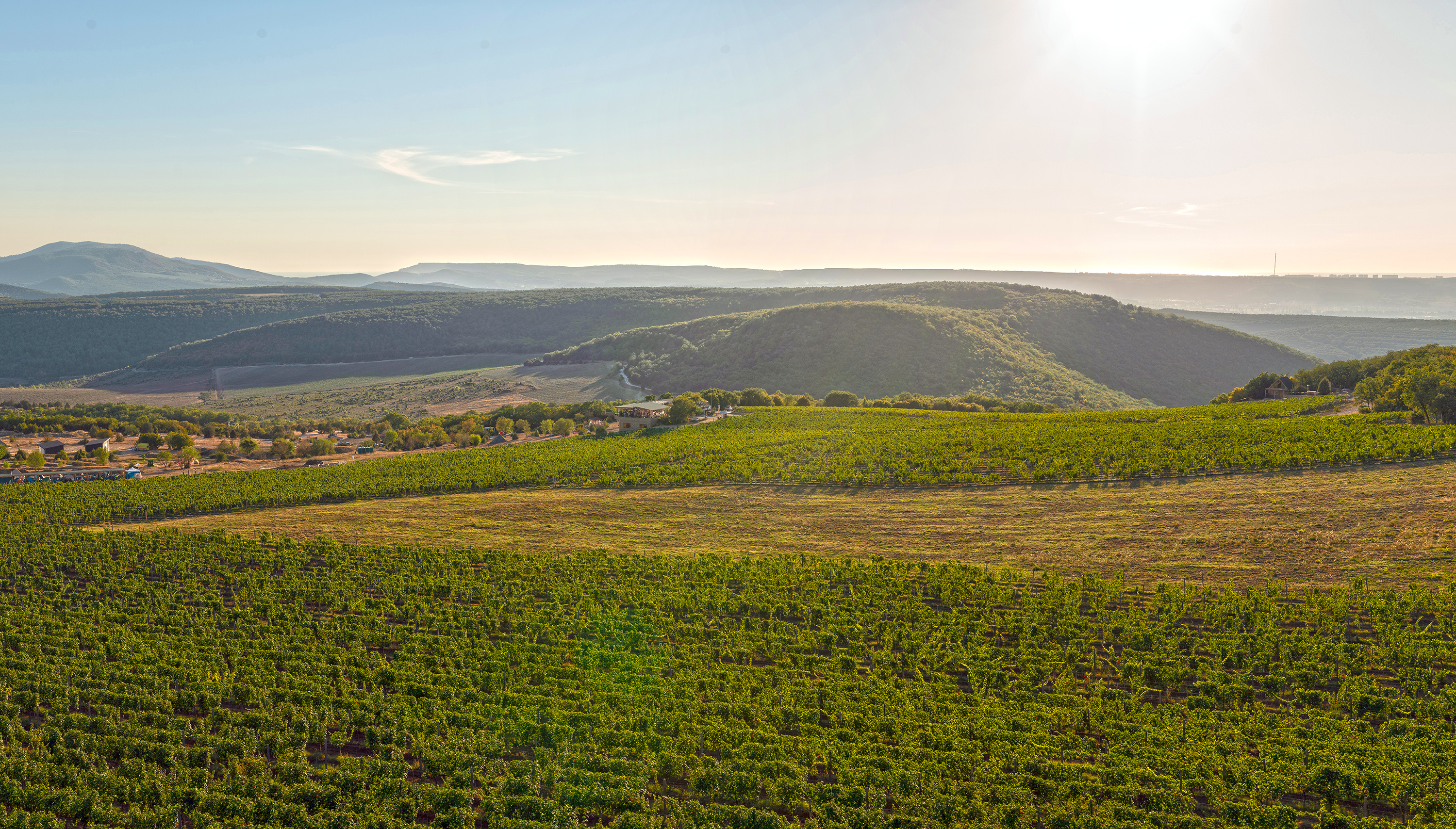 Декоративное изображение