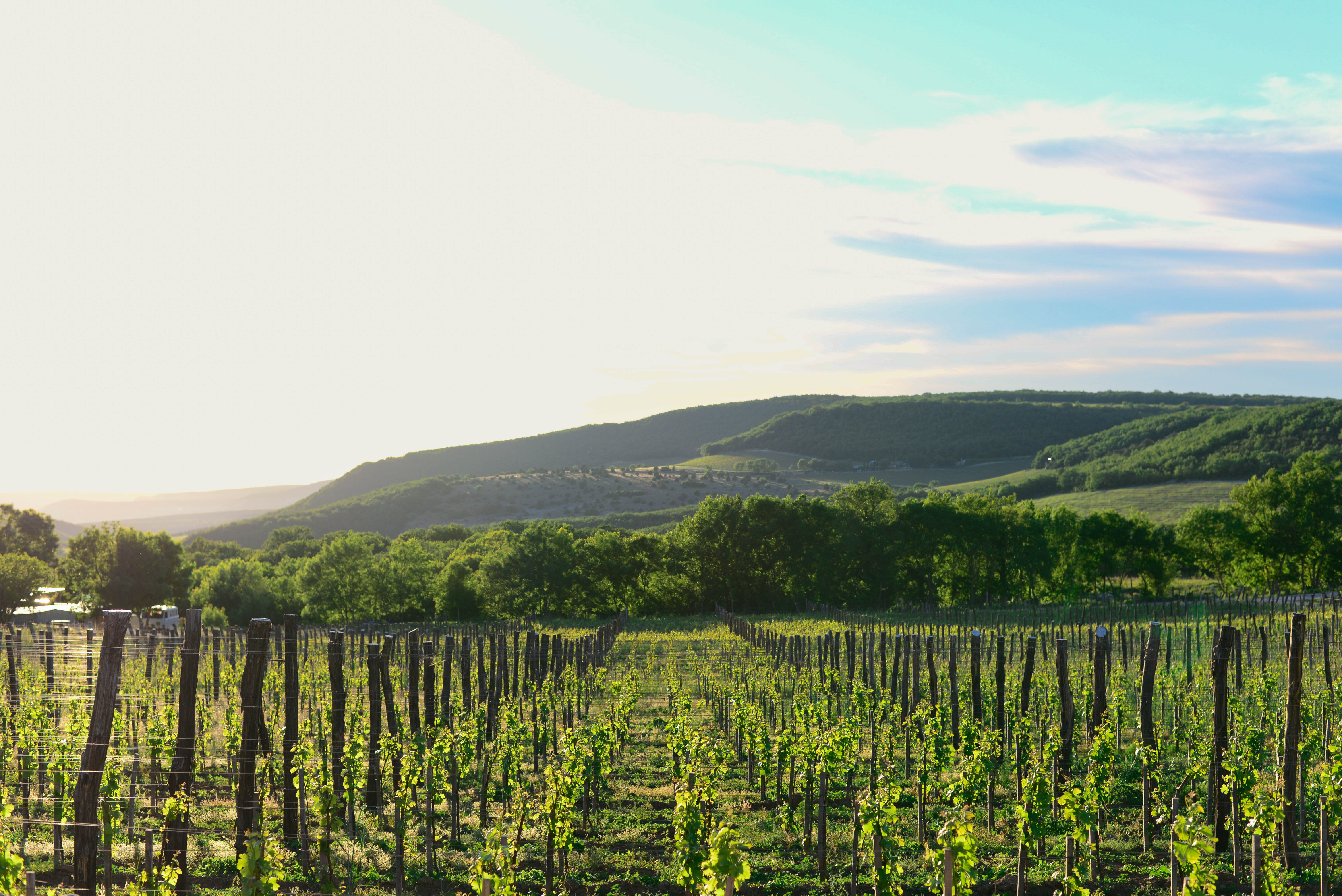 Декоративное изображение