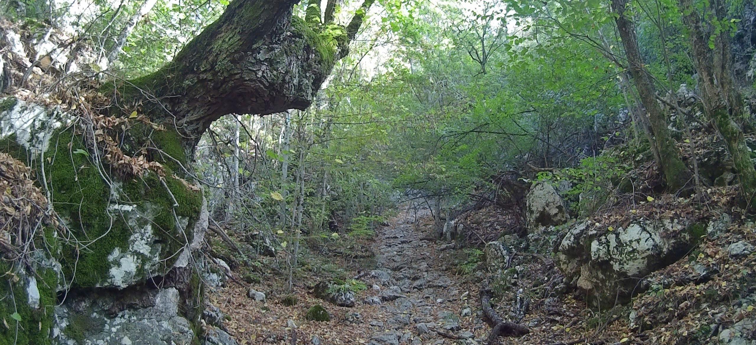 Декоративное изображение