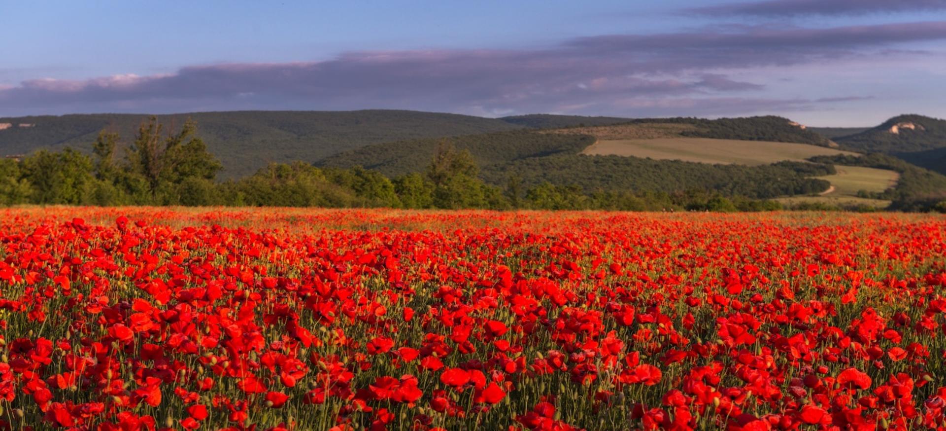 Декоративное изображение
