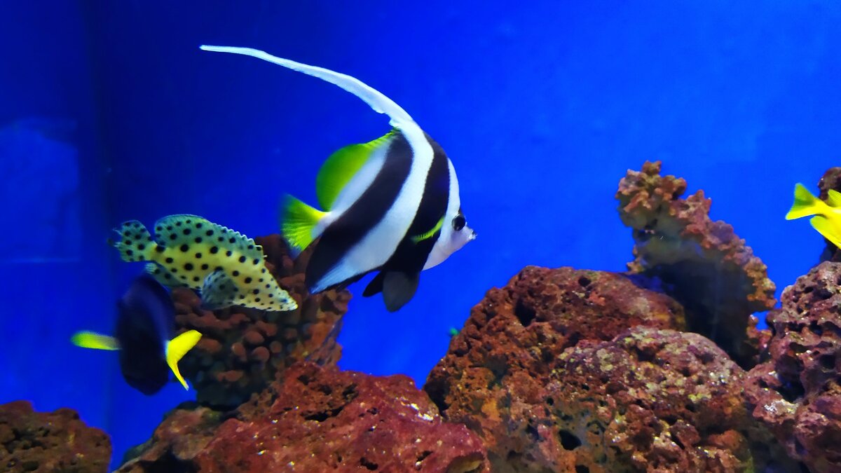 Декоративное изображение