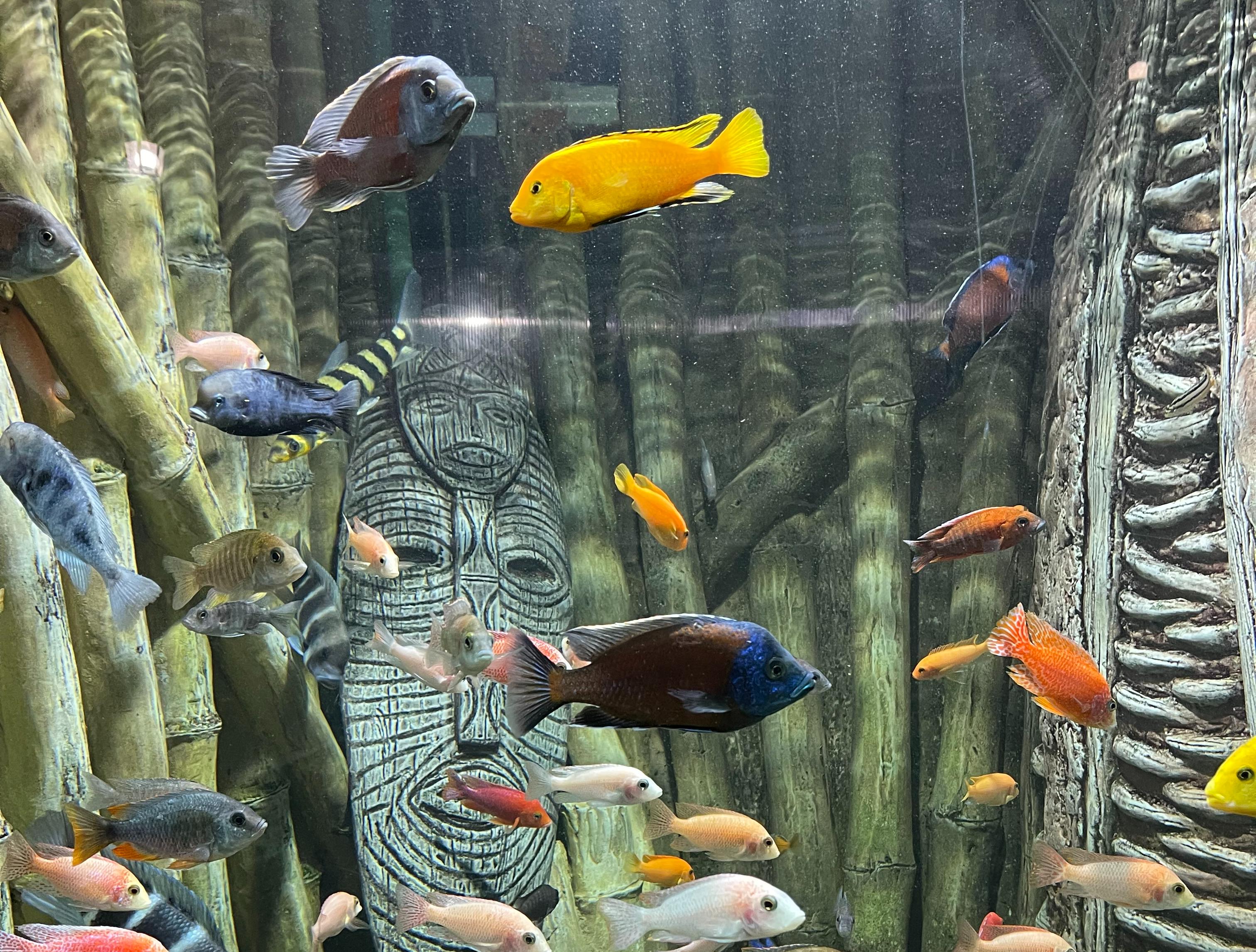 Декоративное изображение