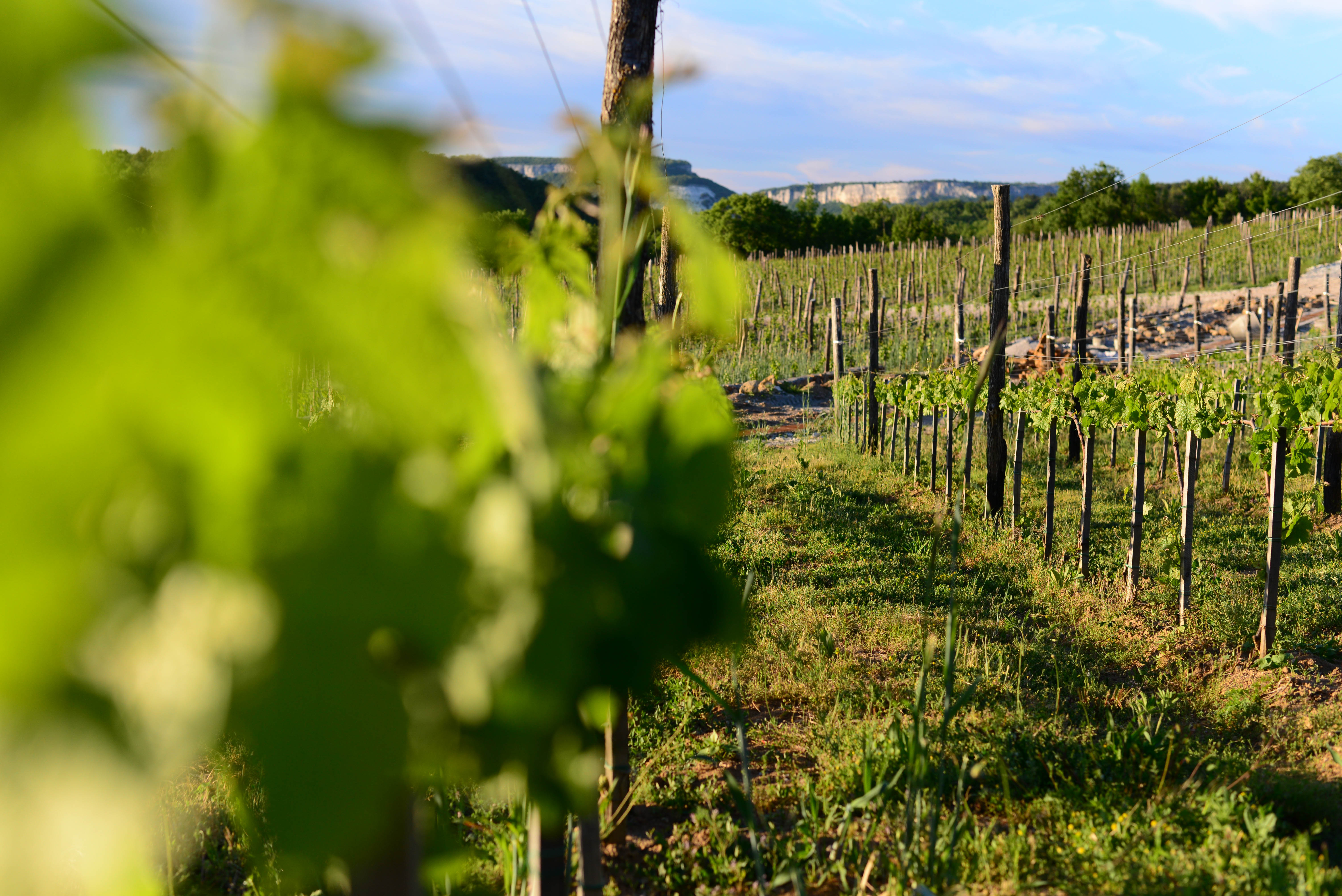 Декоративное изображение