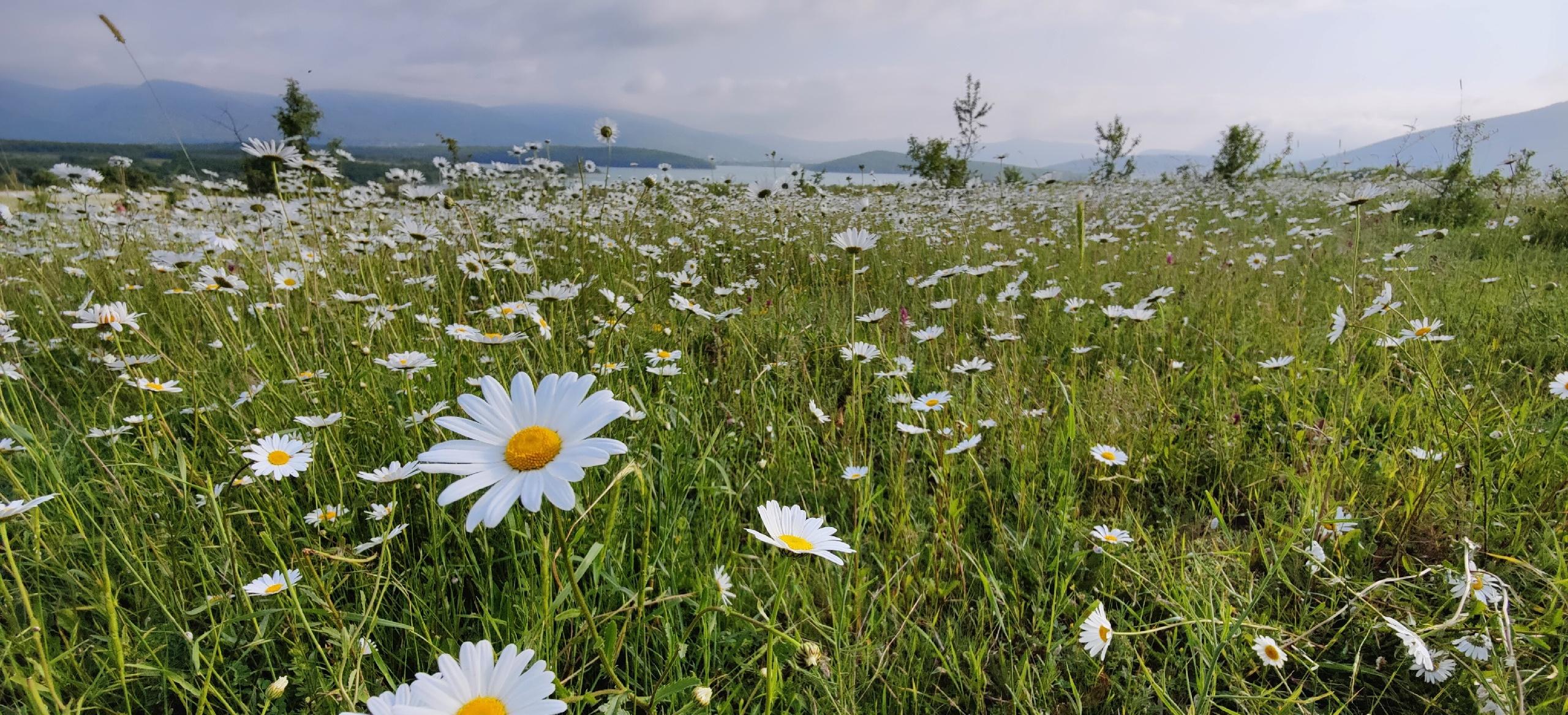 Декоративное изображение