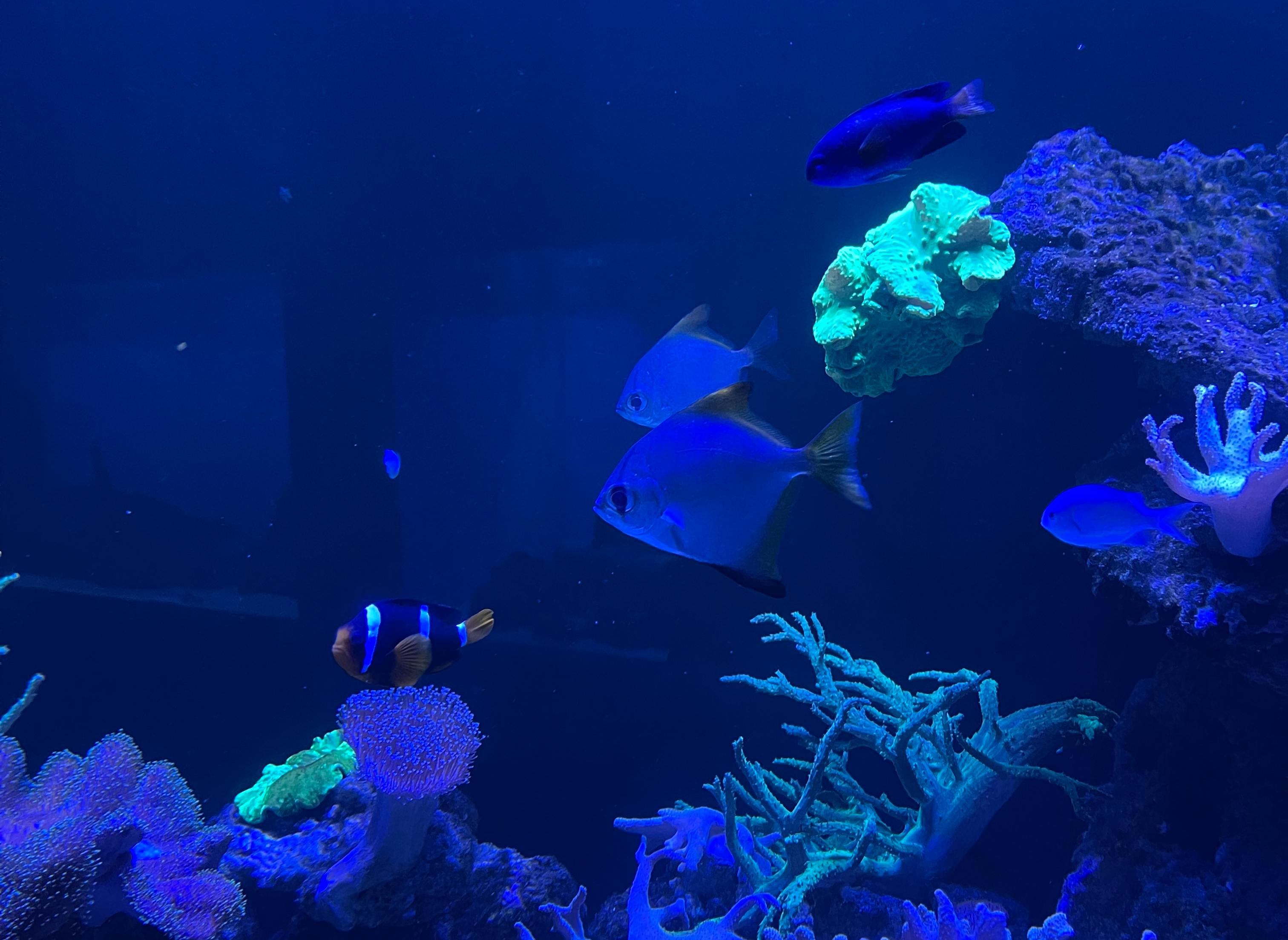 Декоративное изображение