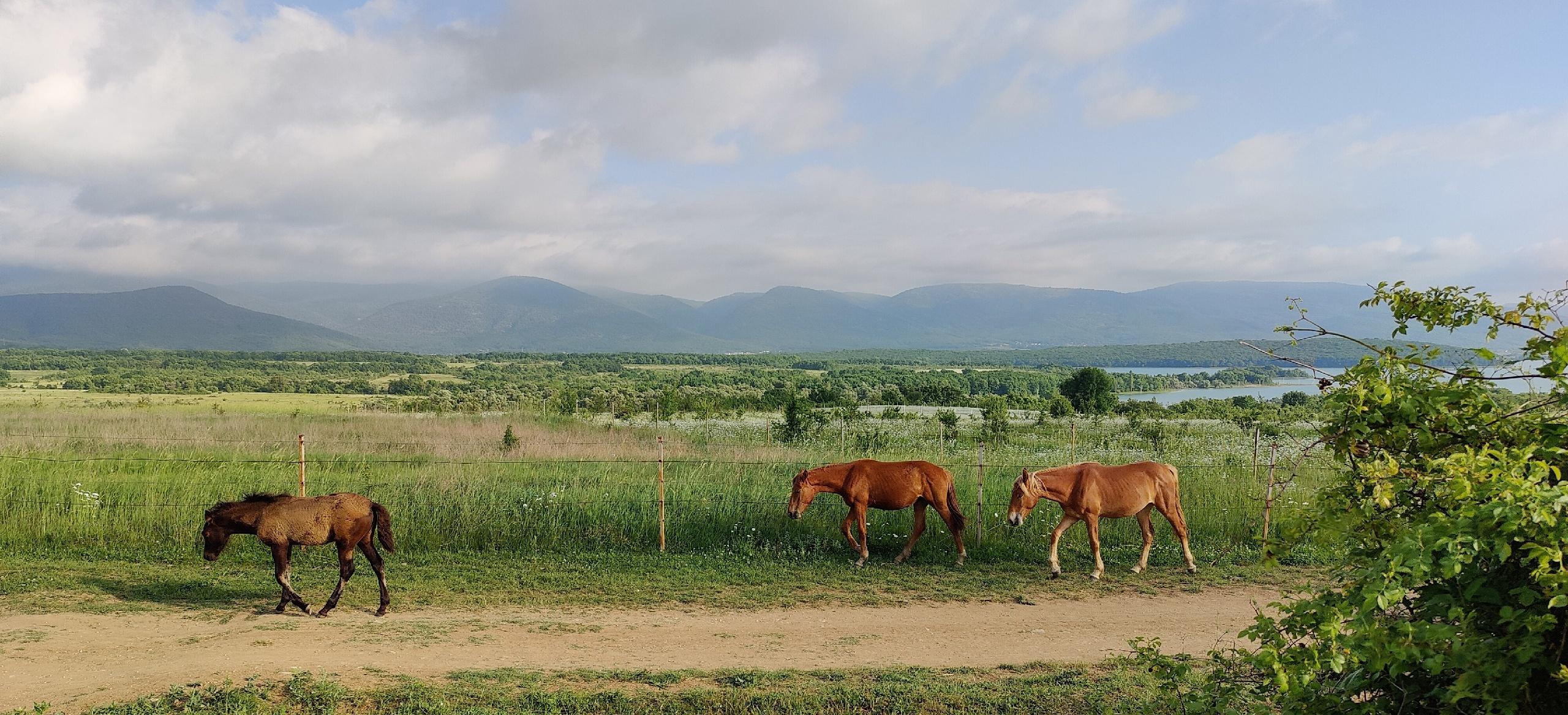 Декоративное изображение