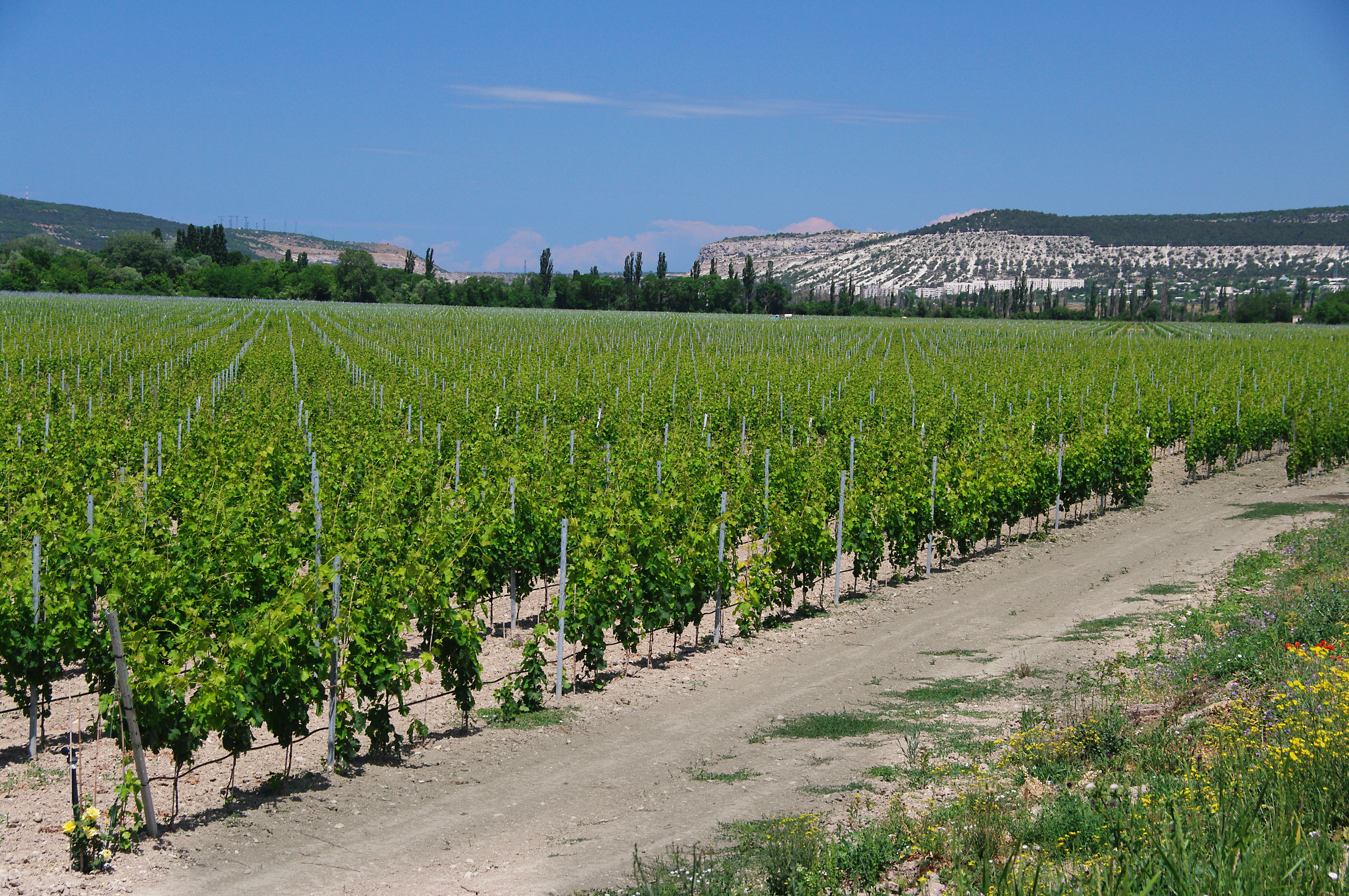 Декоративное изображение