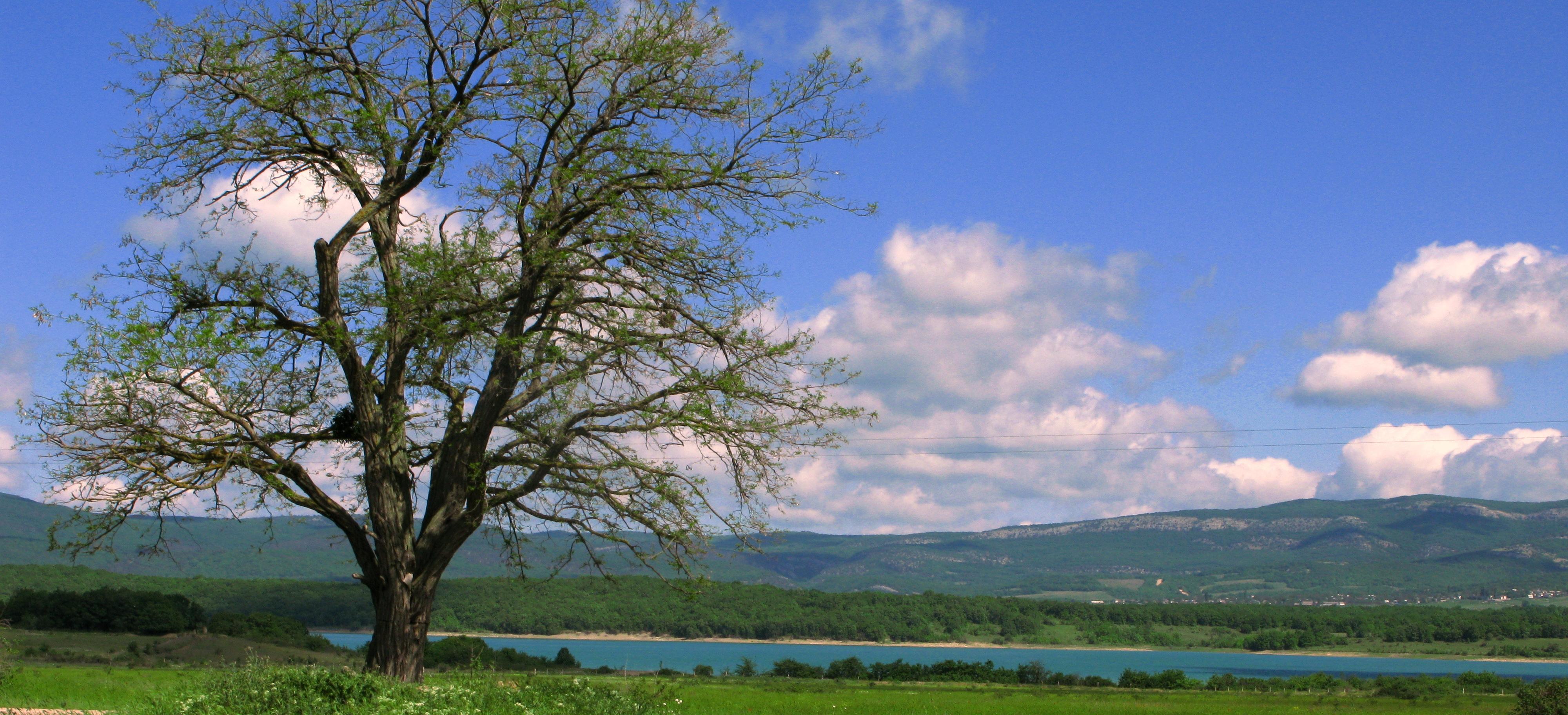 Декоративное изображение