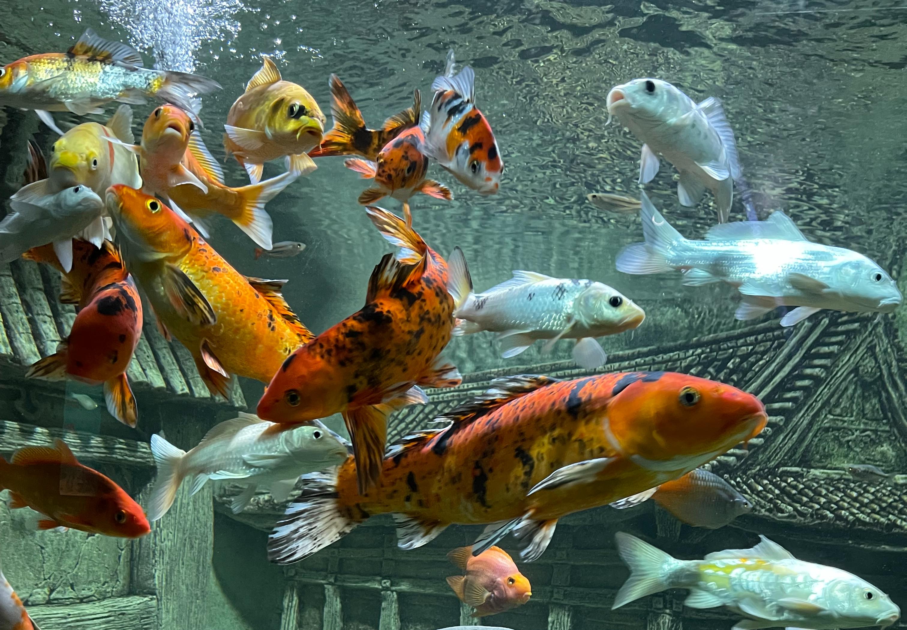 Декоративное изображение