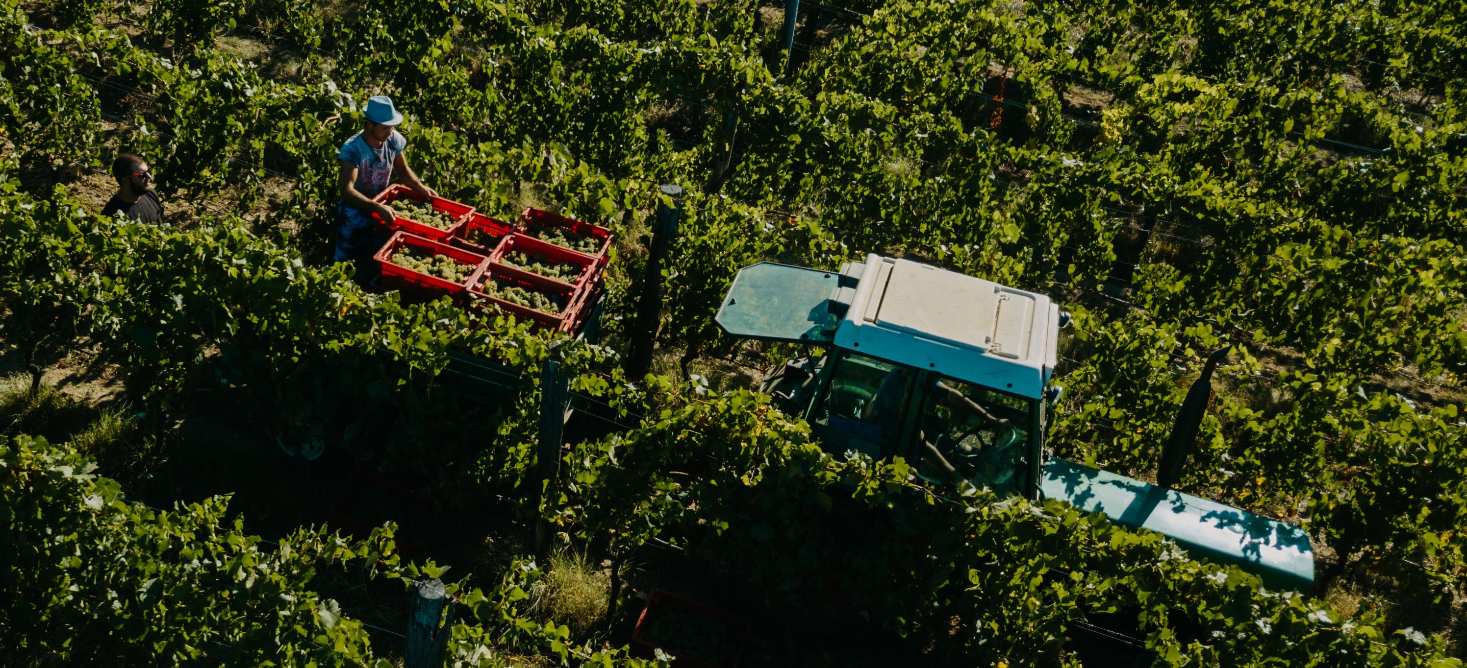 Декоративное изображение