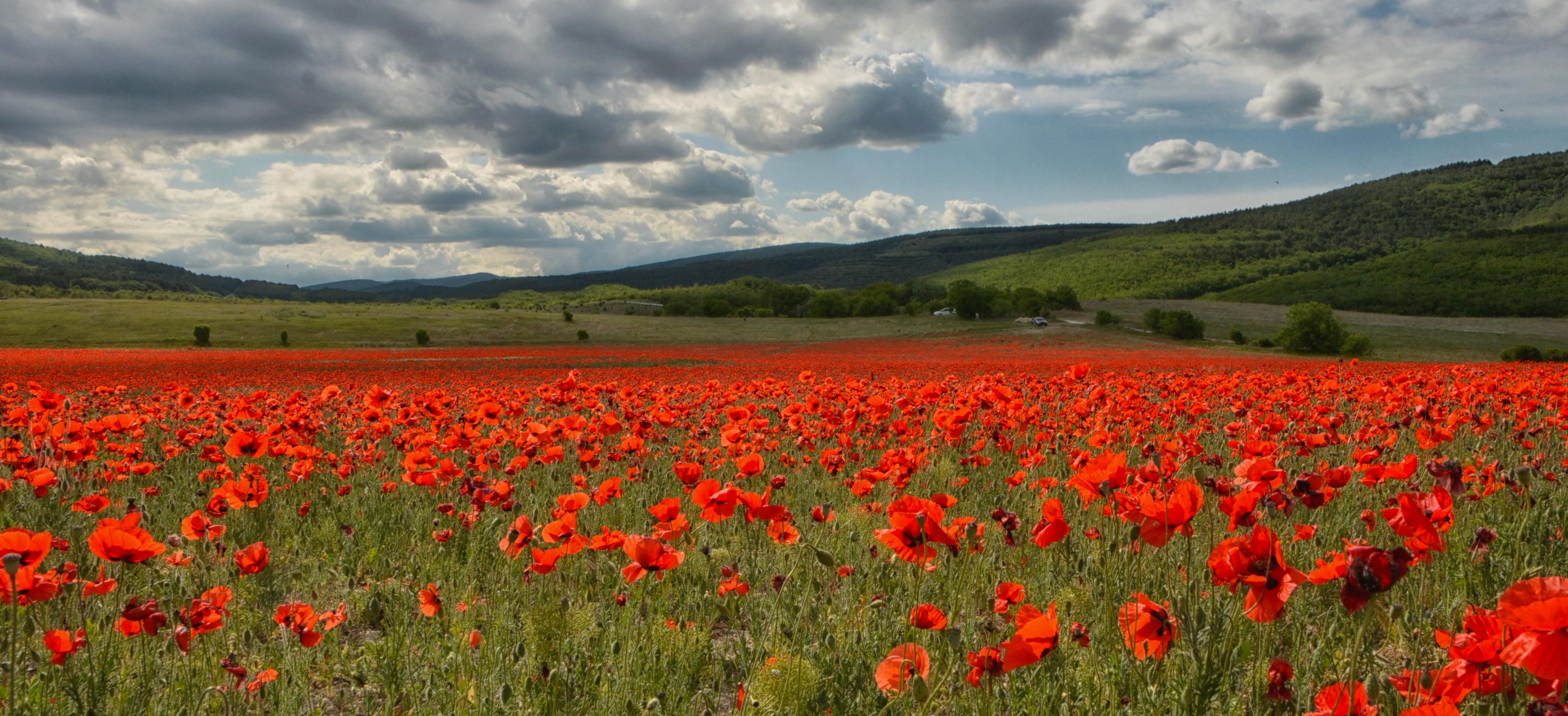 Декоративное изображение