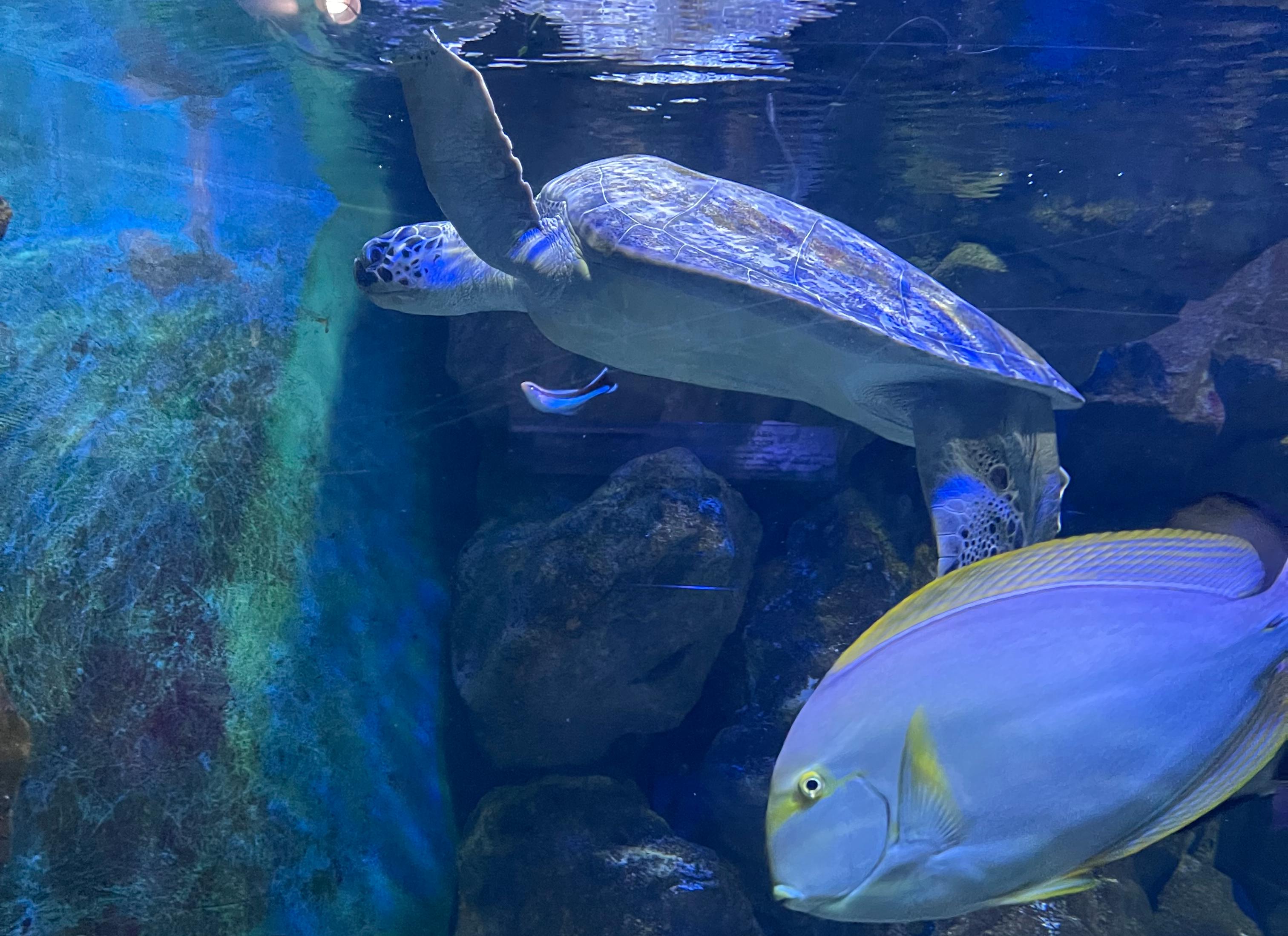 Декоративное изображение