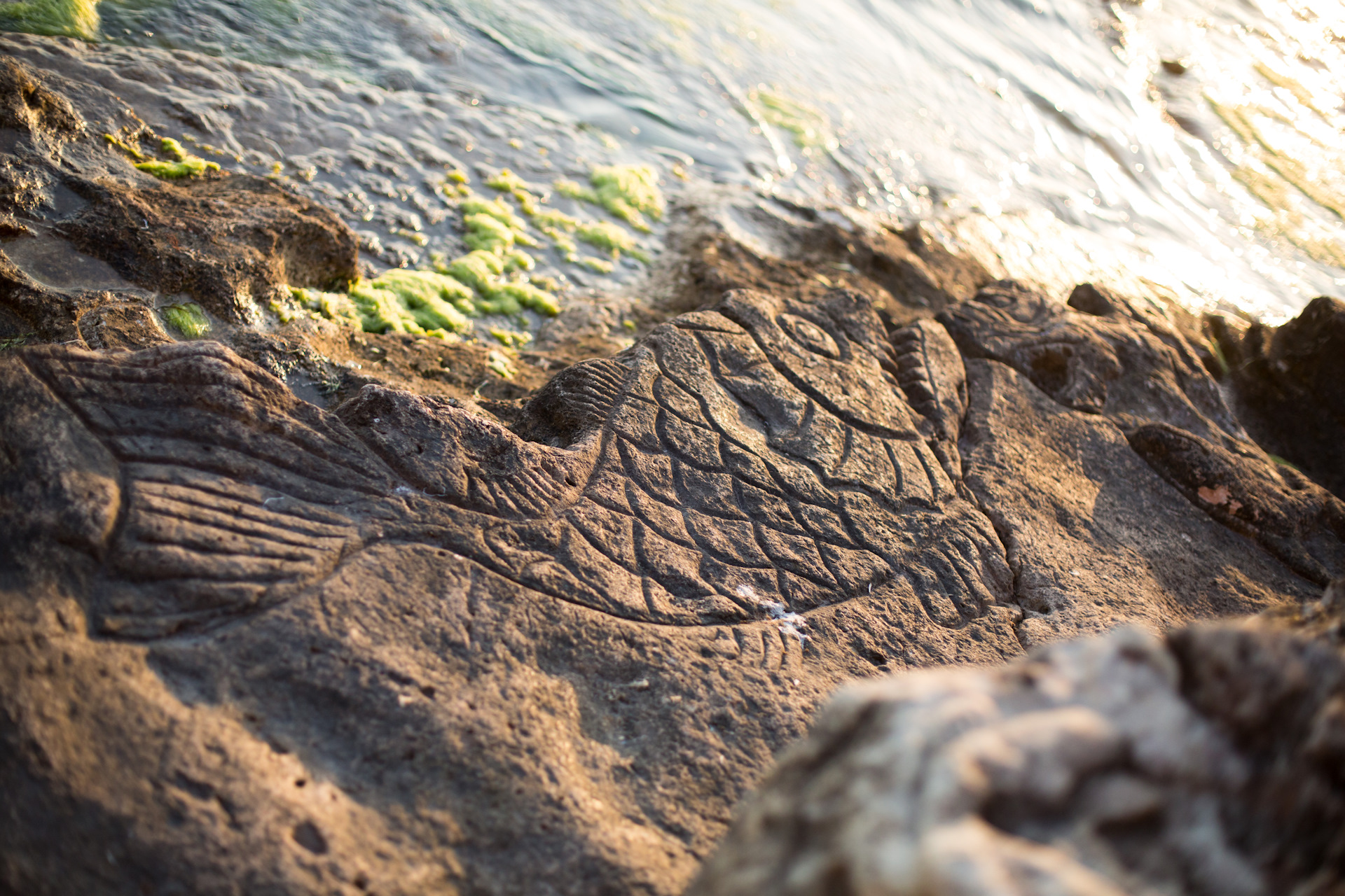 Декоративное изображение