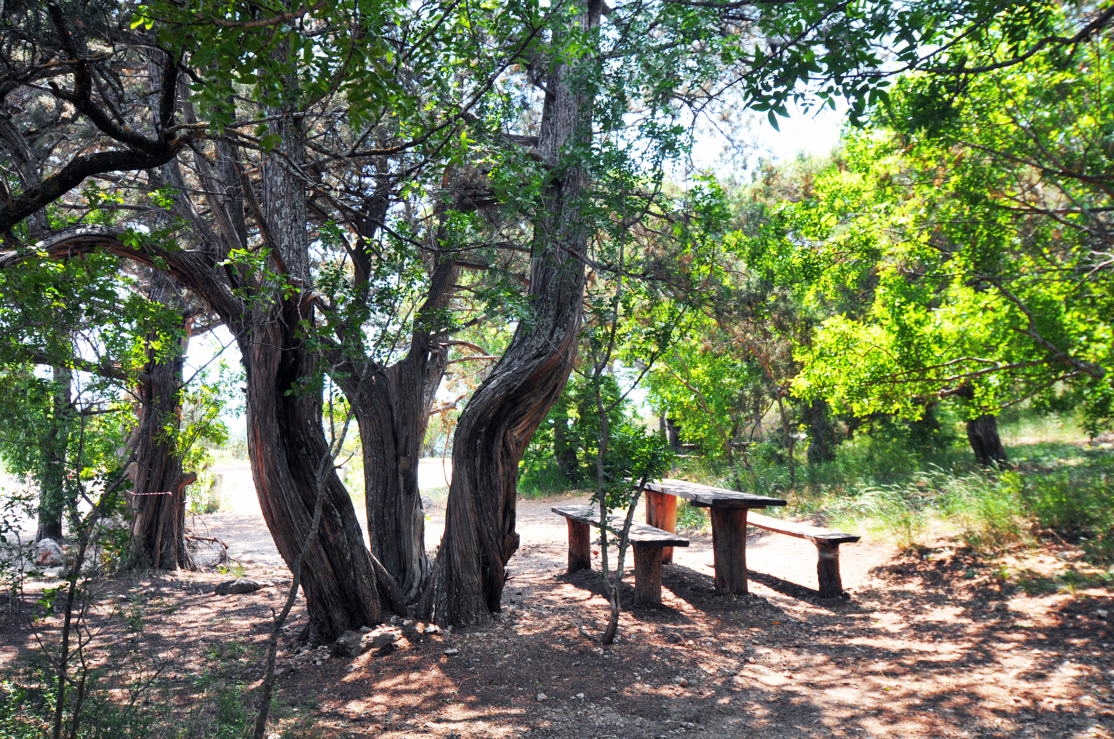 Декоративное изображение