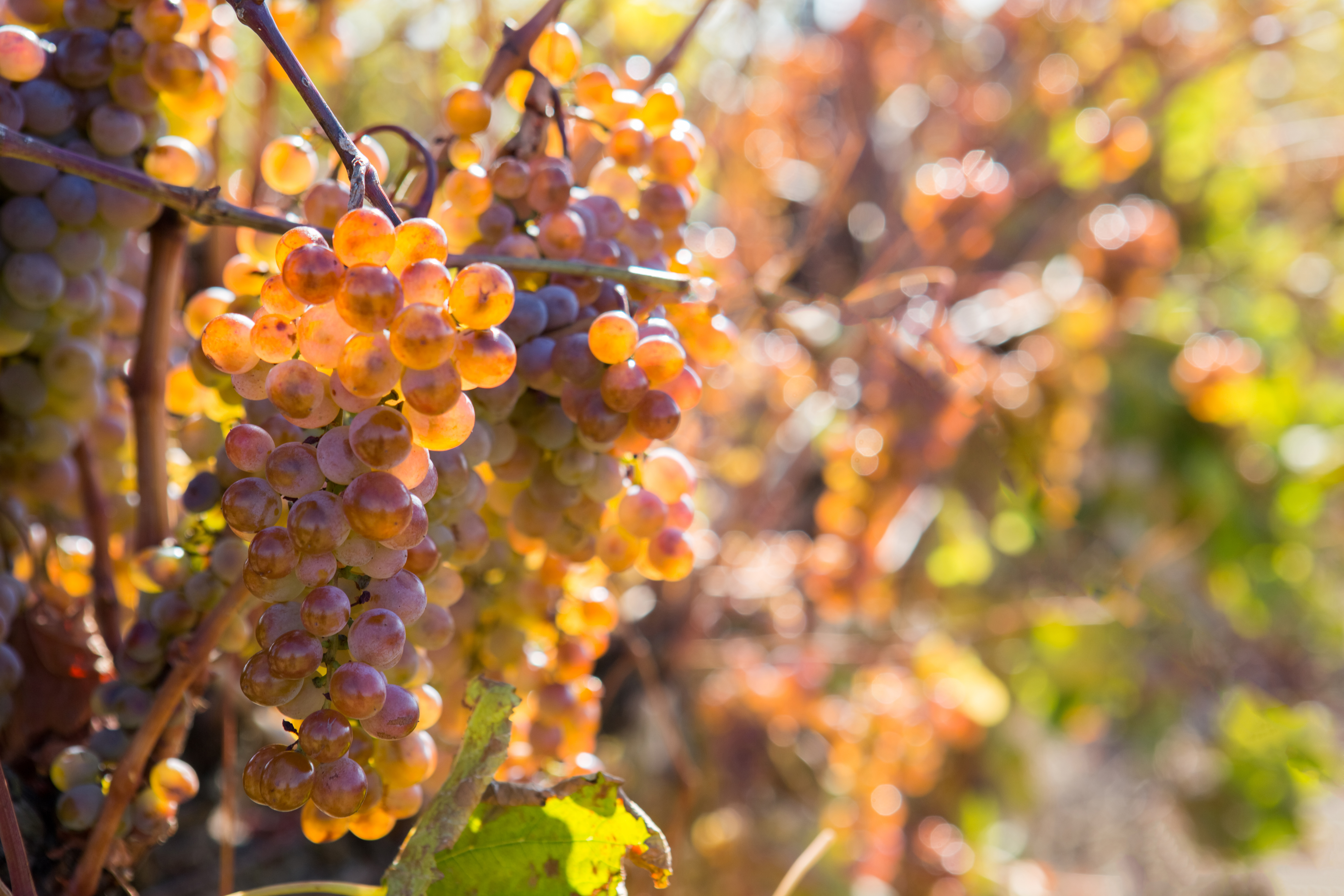 Декоративное изображение