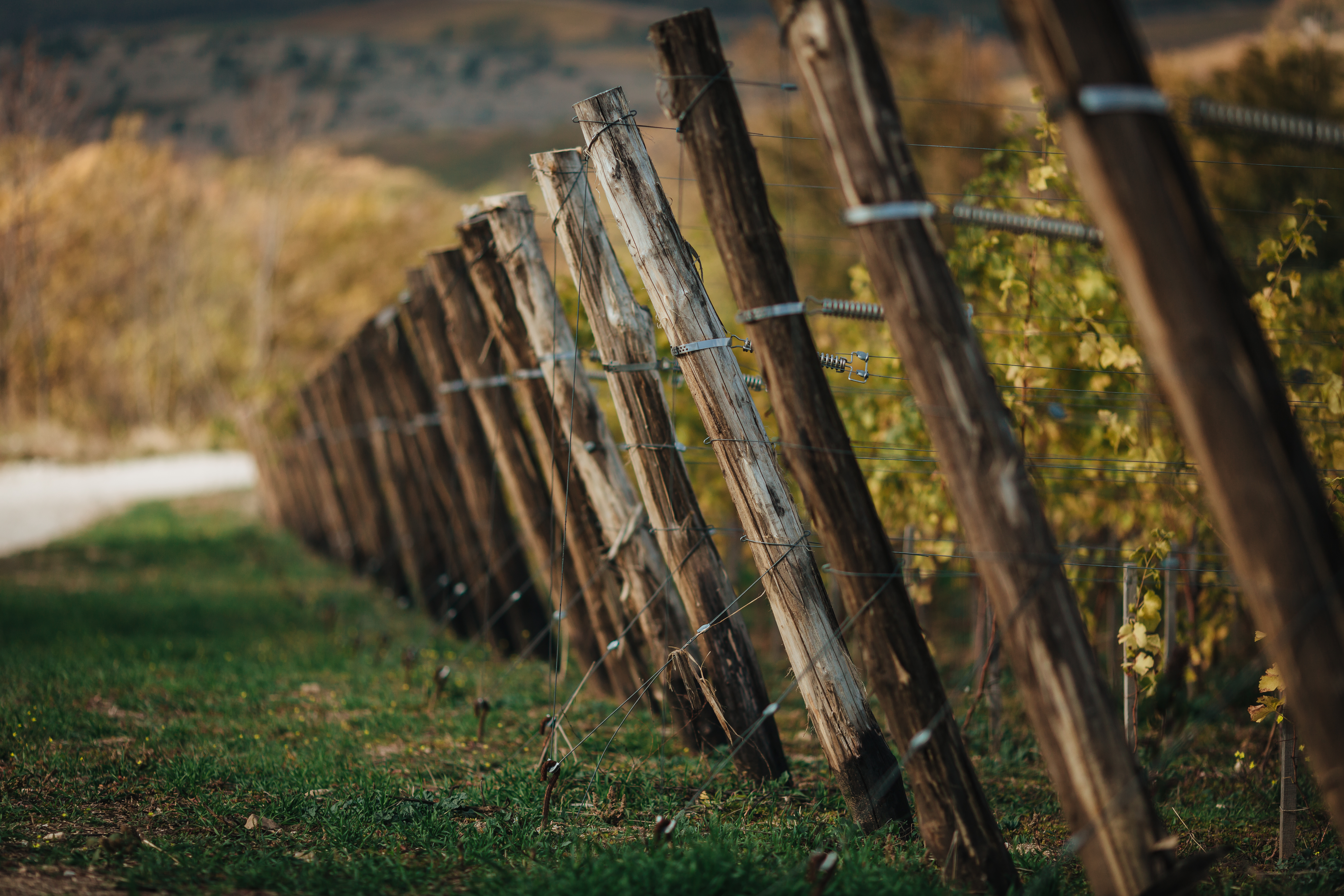 Декоративное изображение
