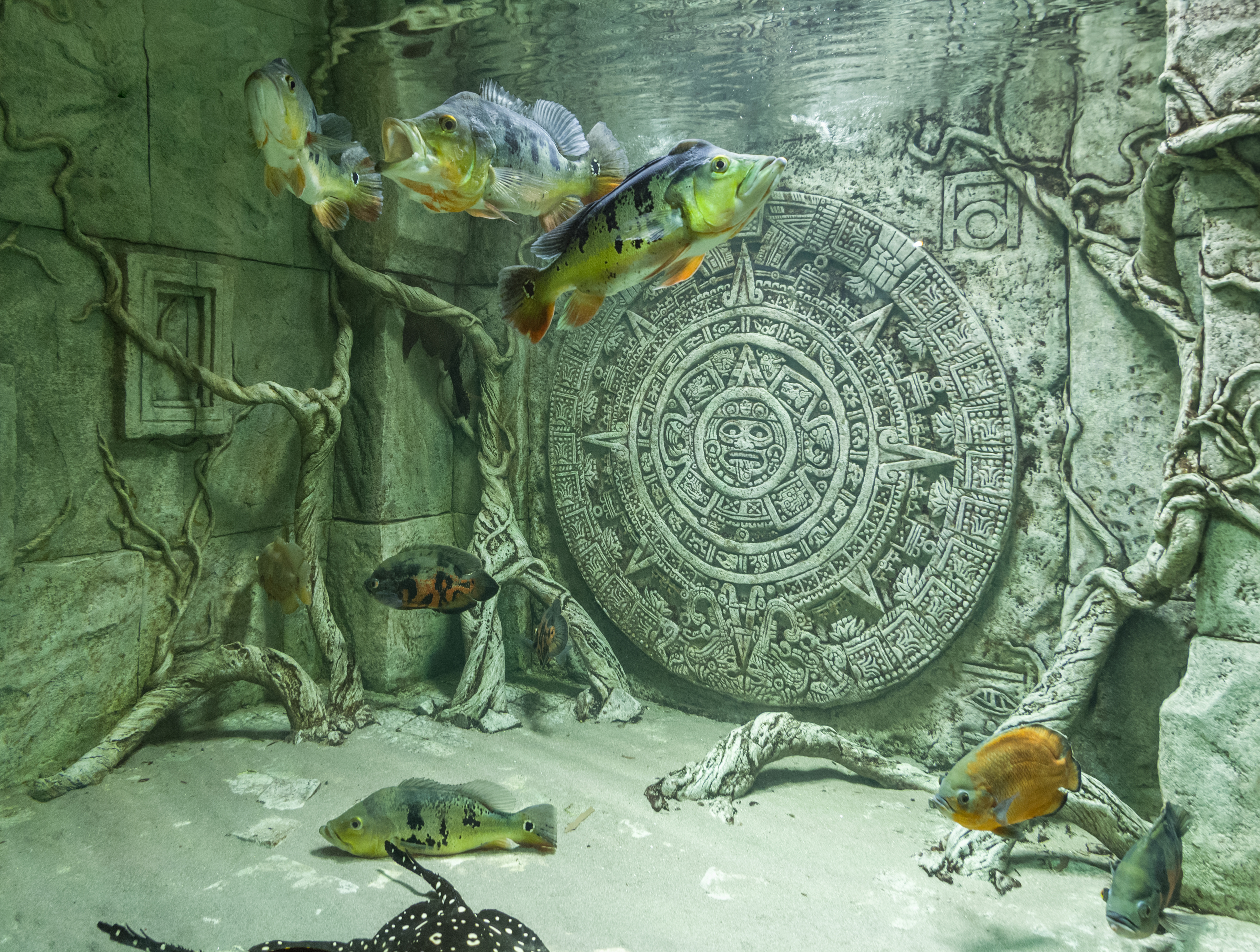 Декоративное изображение