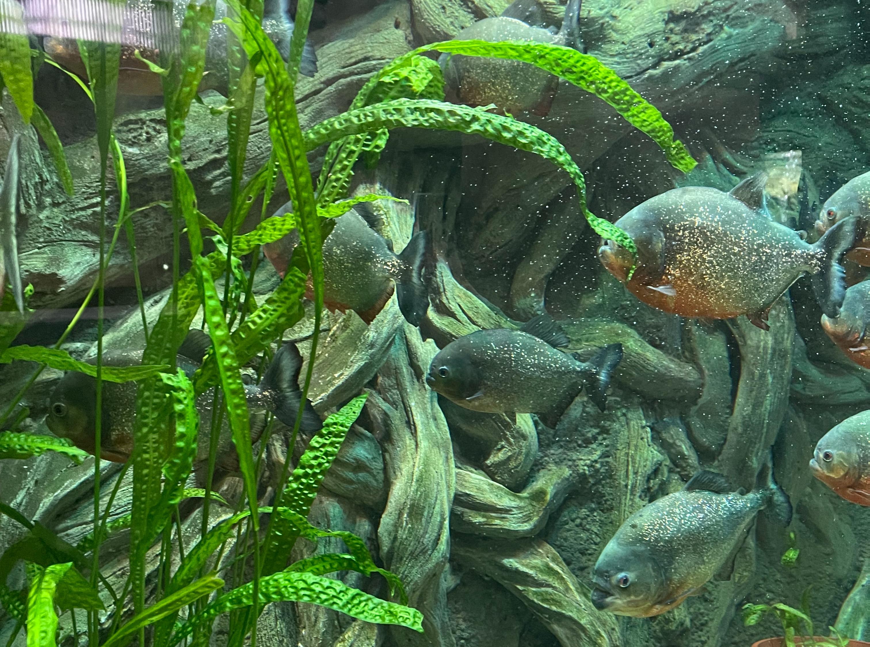 Декоративное изображение