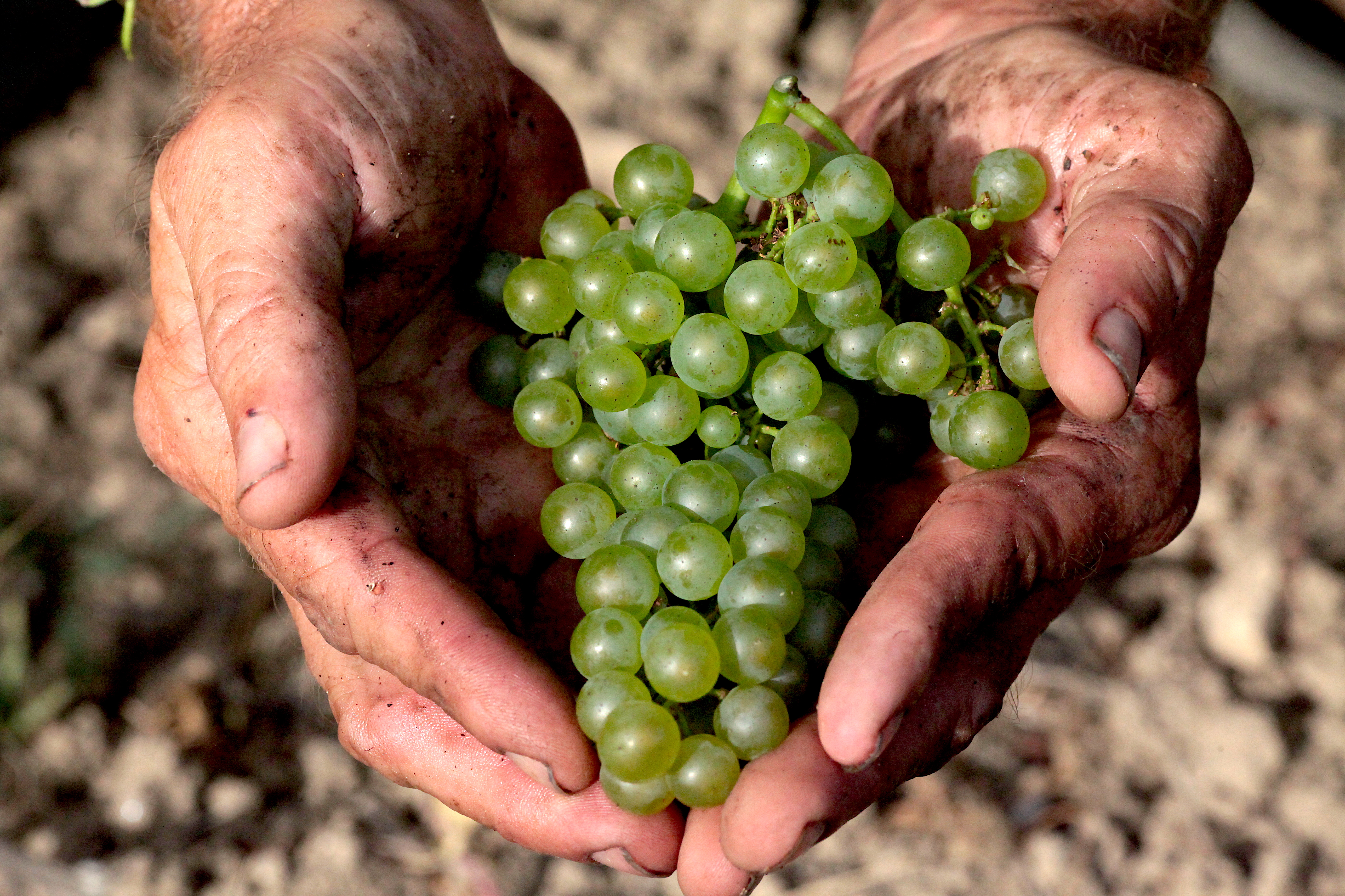 Декоративное изображение