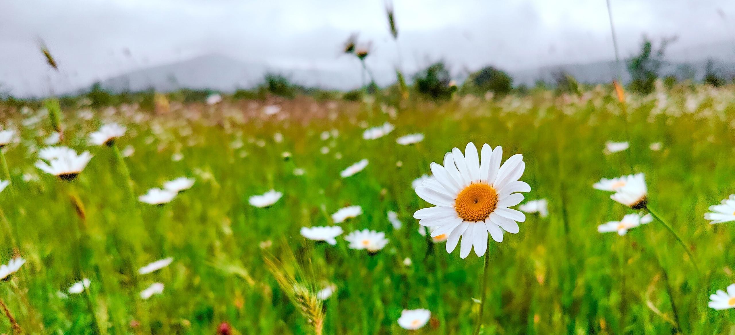 Декоративное изображение