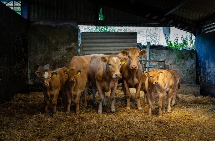 Животные и фермы