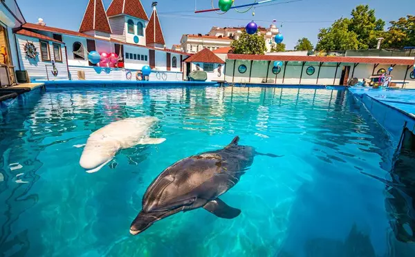  Шоу морских животных