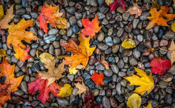 Севастополь оделся в золото