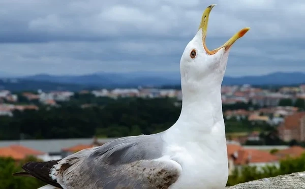 Как правильно пугать чаек, объяснили британские учёные